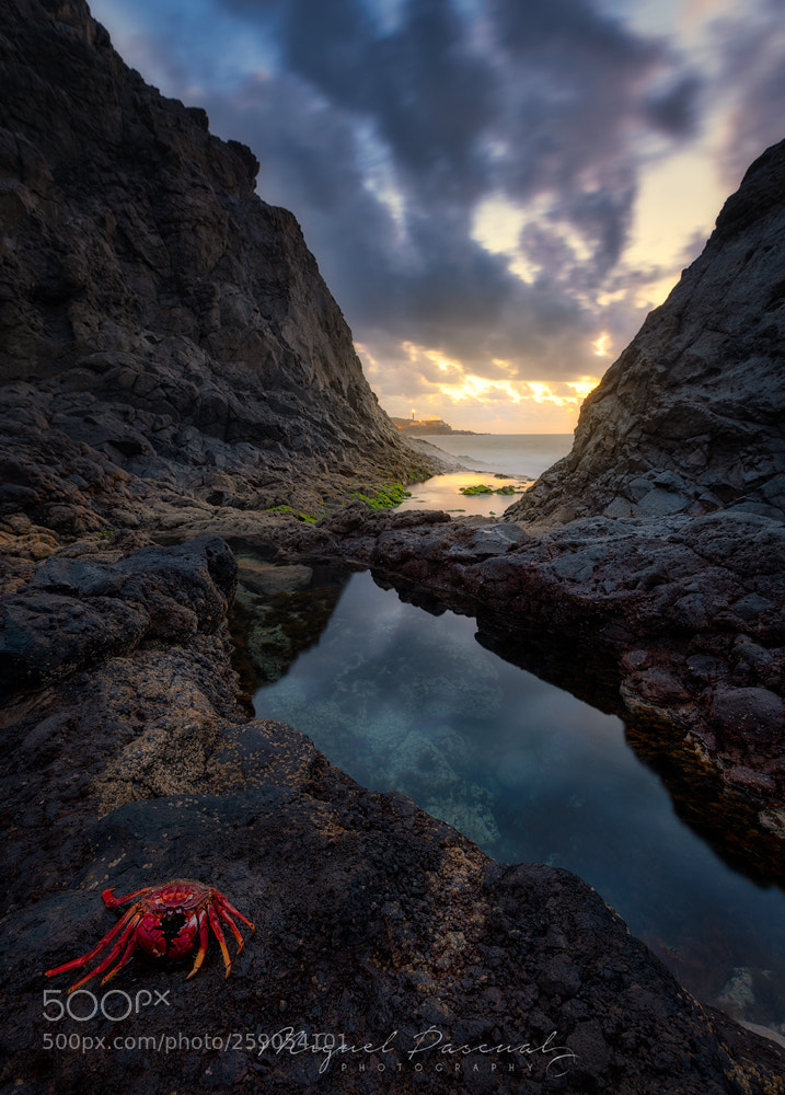 Nikon D850 sample photo. Crab coast... photography