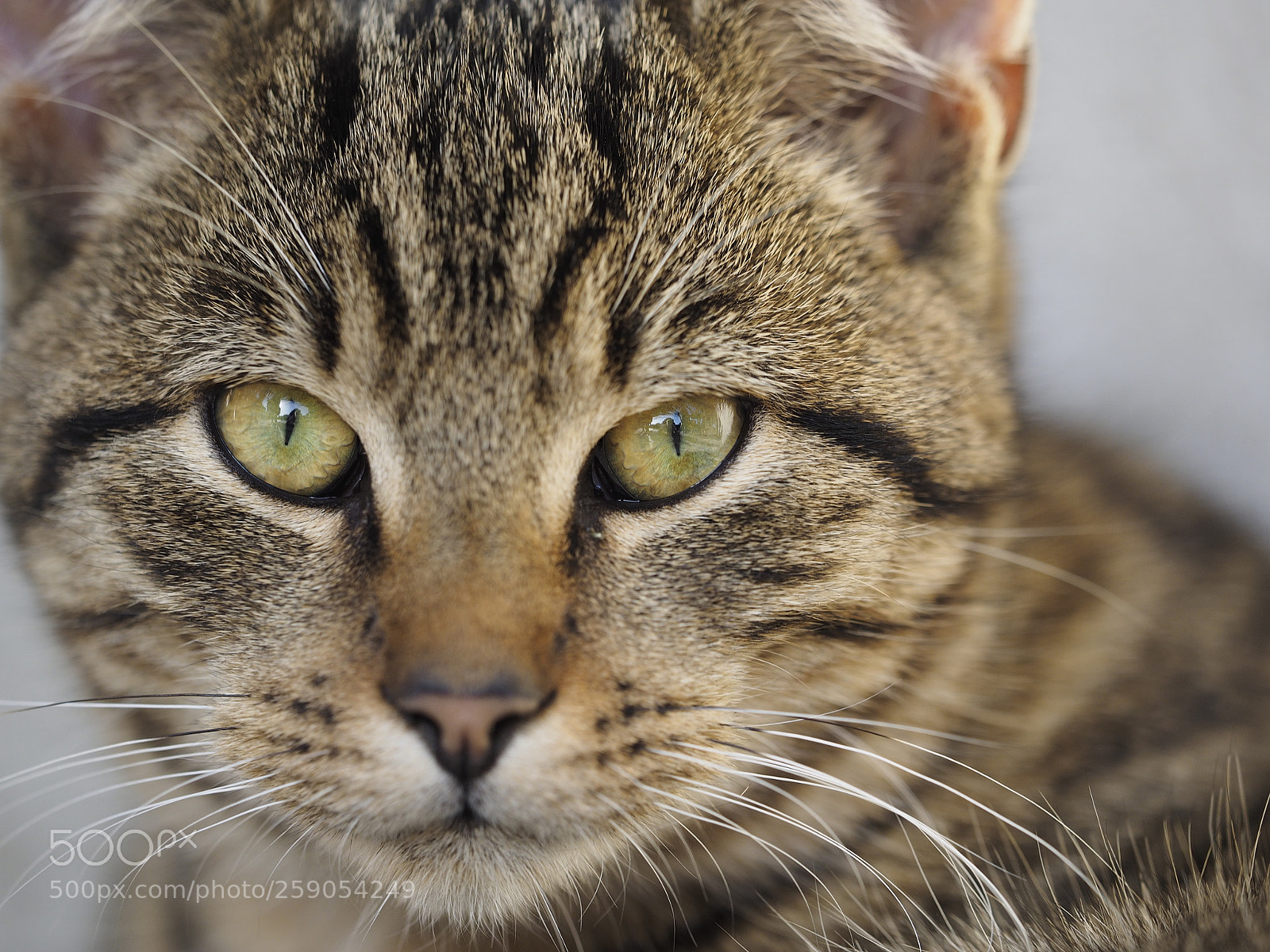 Olympus OM-D E-M1 sample photo. Look me in the photography