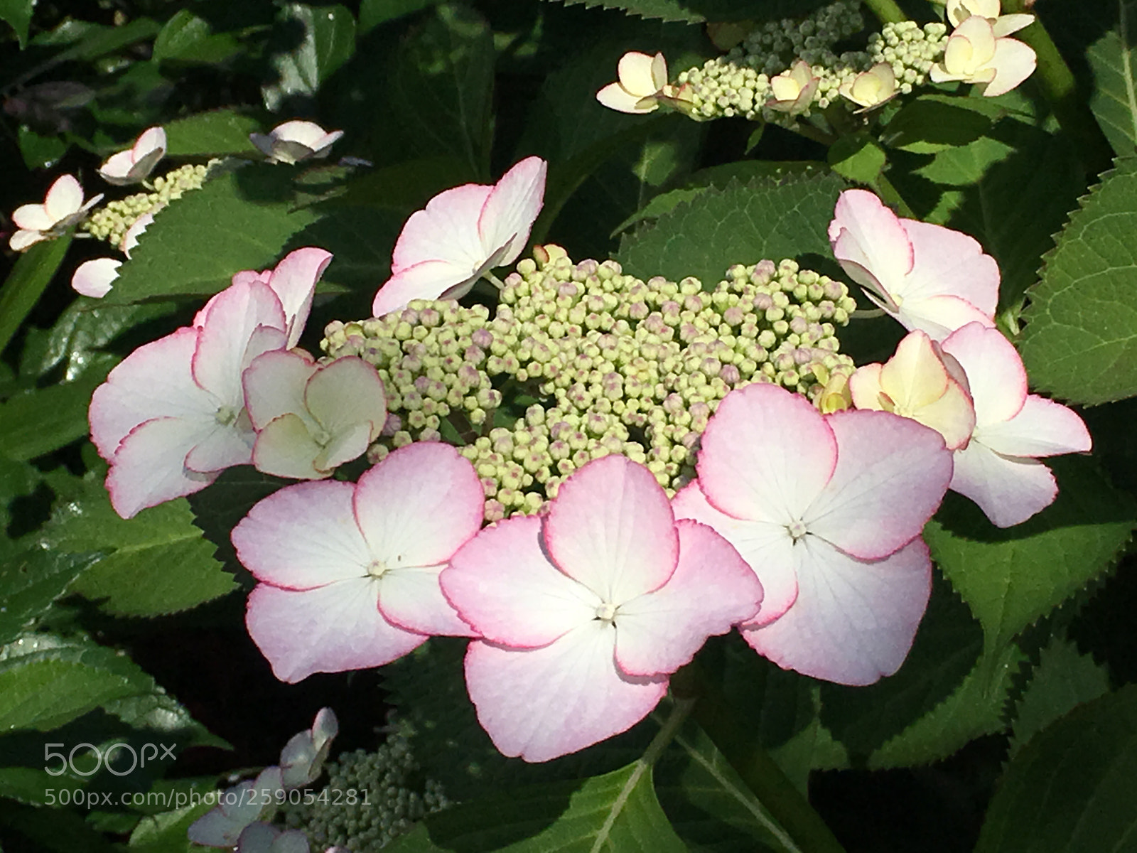 Apple iPhone 6s Plus sample photo. Spring2018 flowers photography