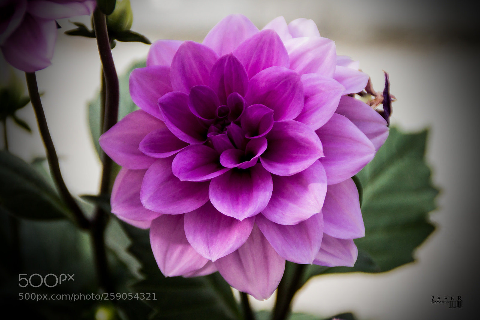 Canon EOS 1100D (EOS Rebel T3 / EOS Kiss X50) sample photo. Pink dahlia photography