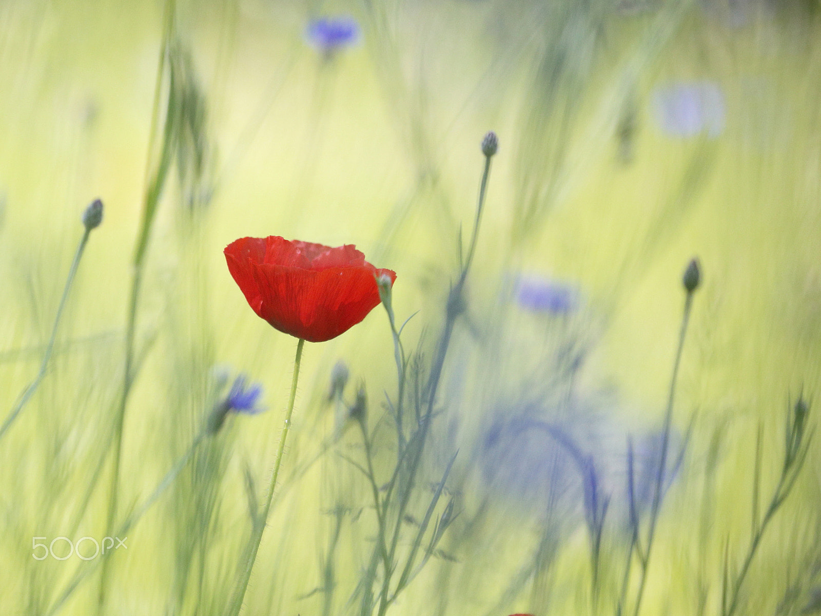 Canon EOS 6D sample photo. Sommerwiese photography