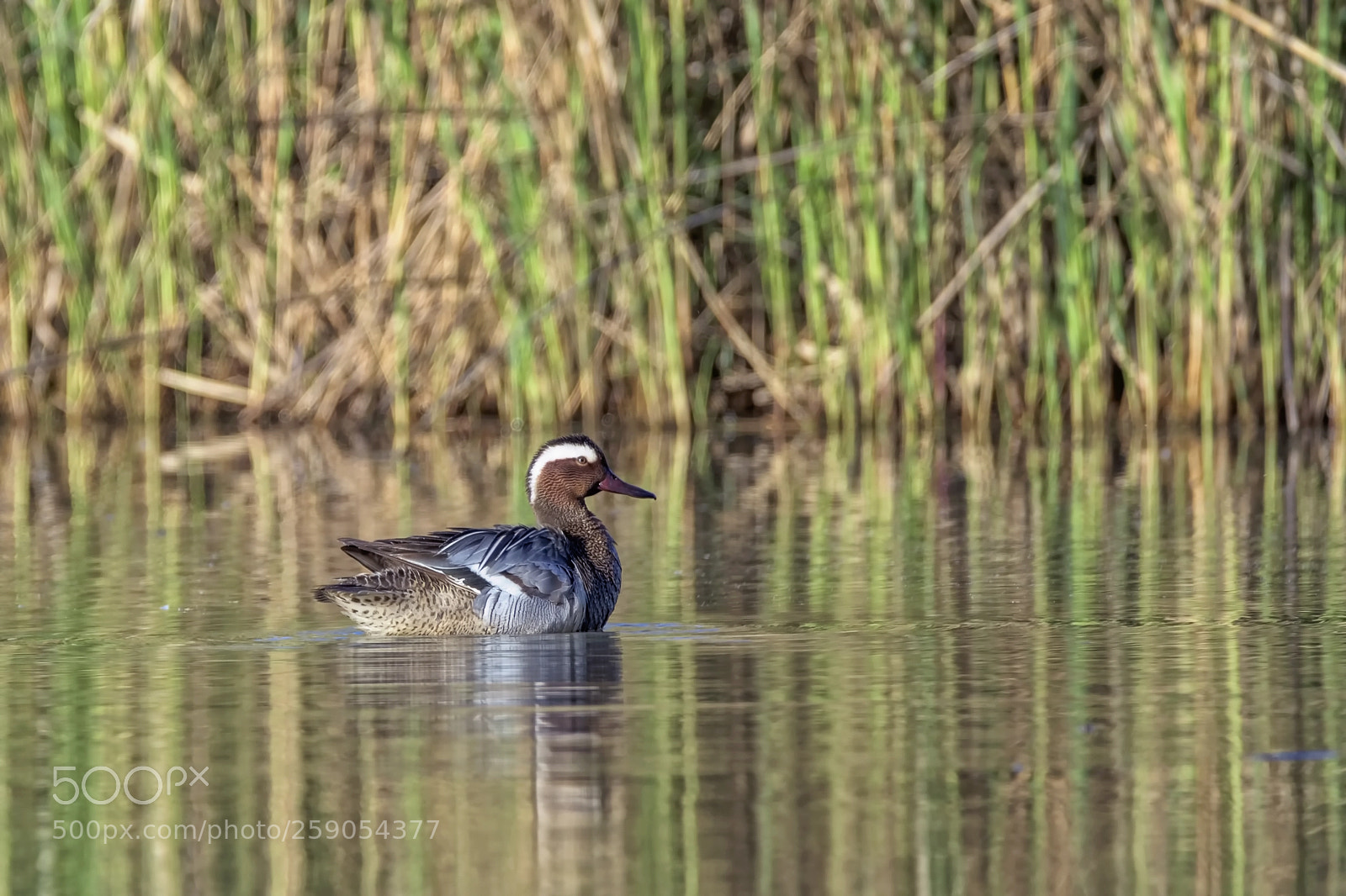 Nikon D7200 sample photo. Garganey photography