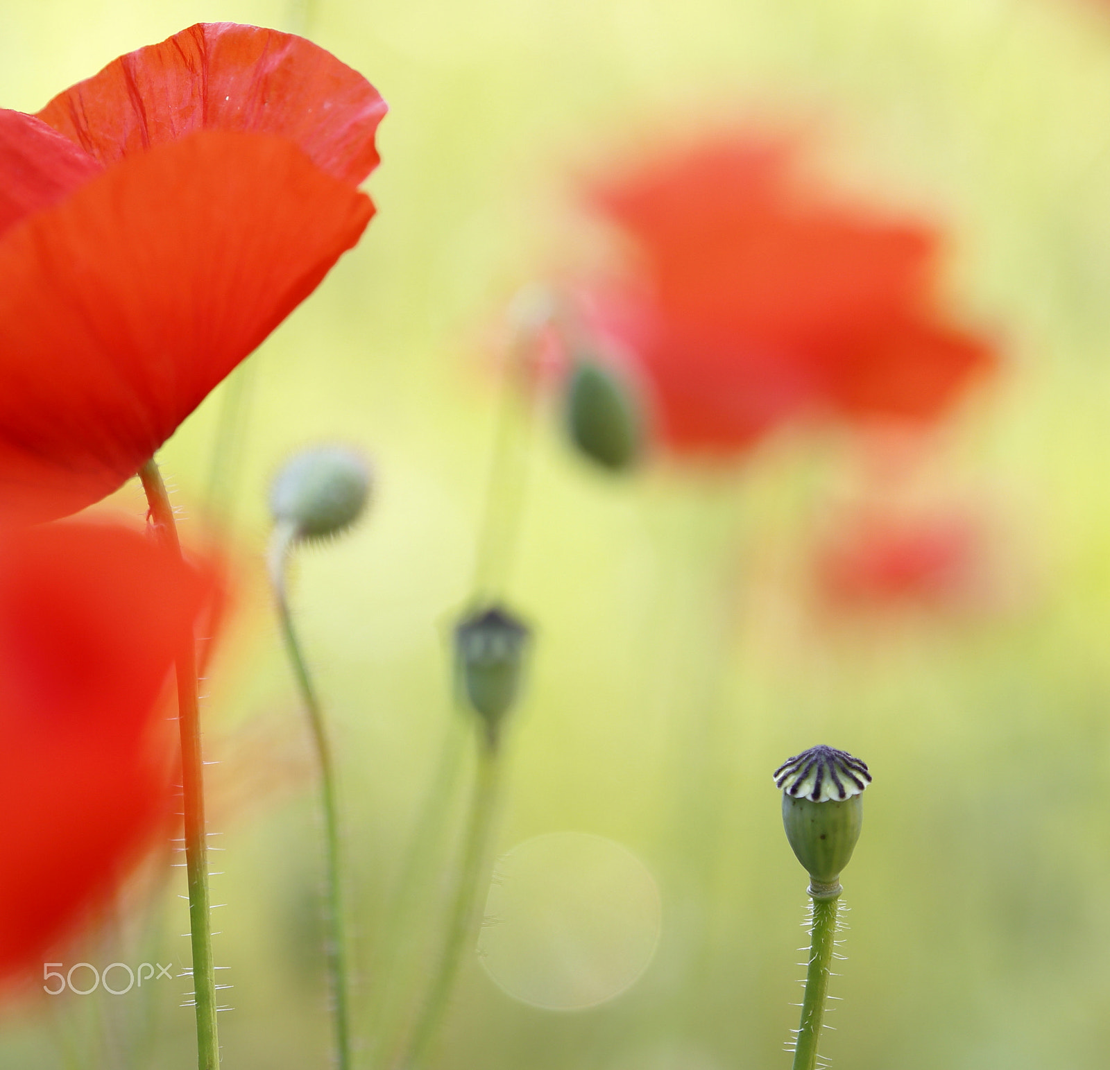 Canon EOS 6D sample photo. Sommerwiese photography