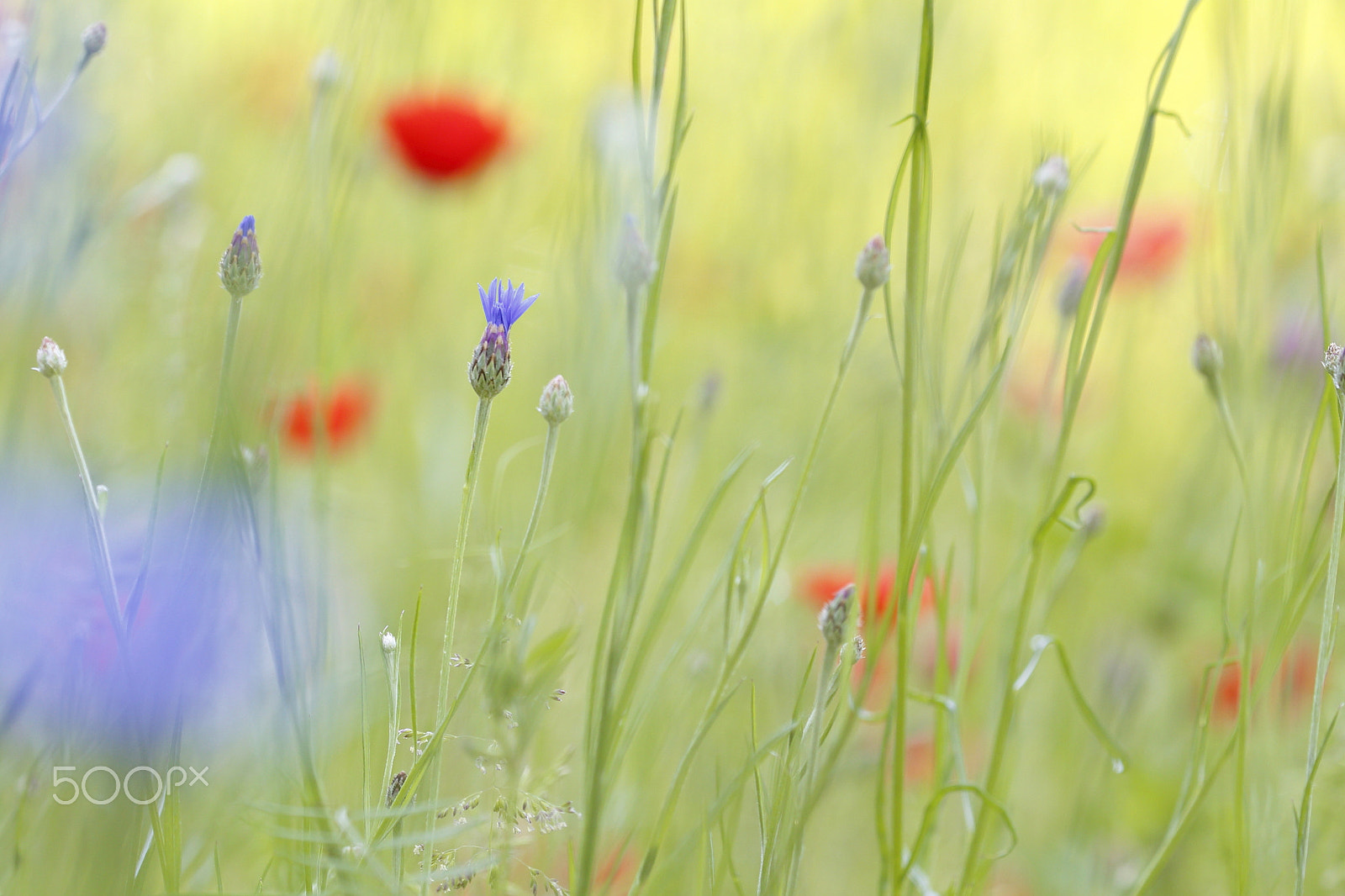 Canon EOS 6D sample photo. Sommerwiese photography