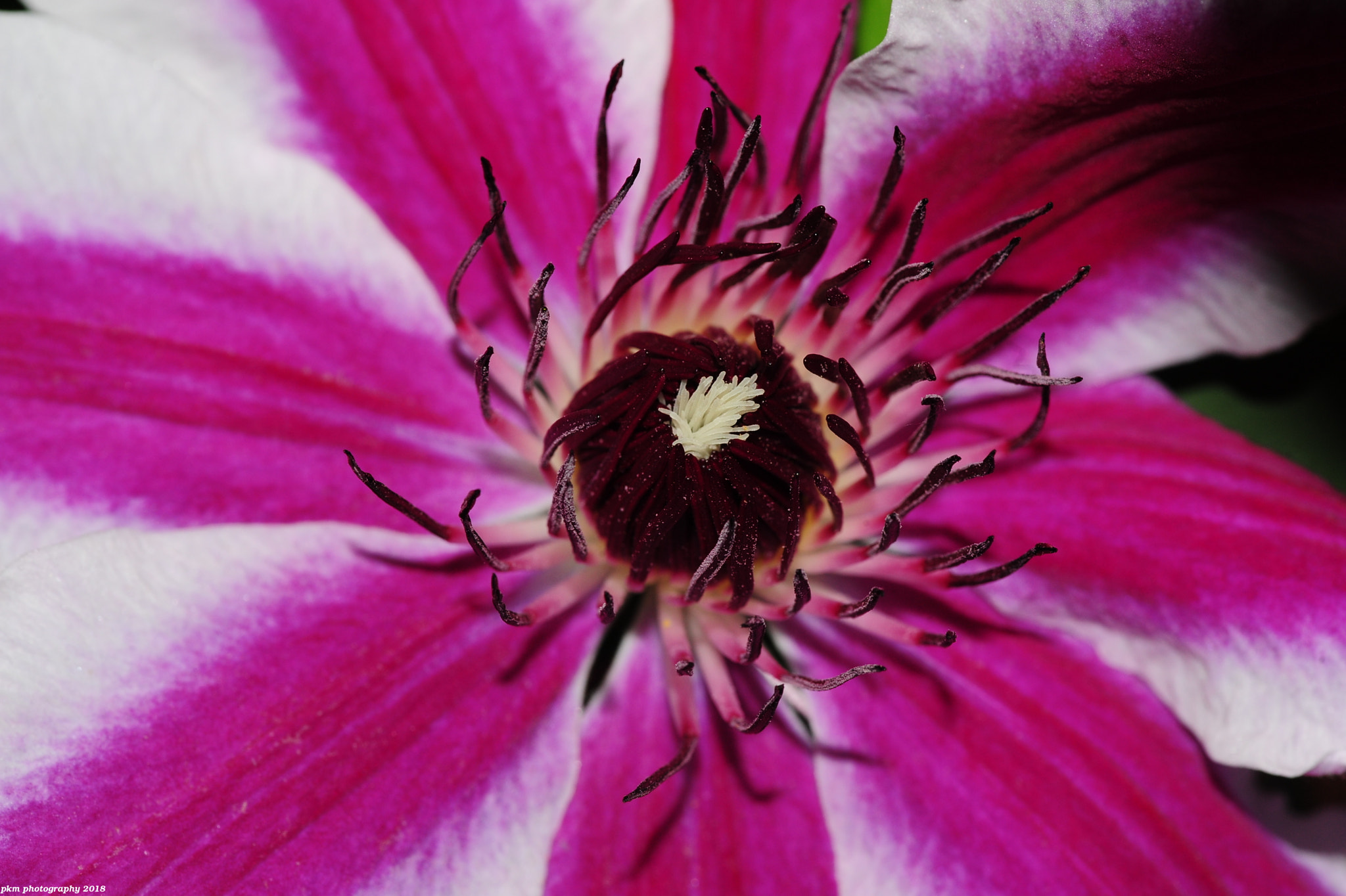 Nikon D700 sample photo. Clematis pamina photography