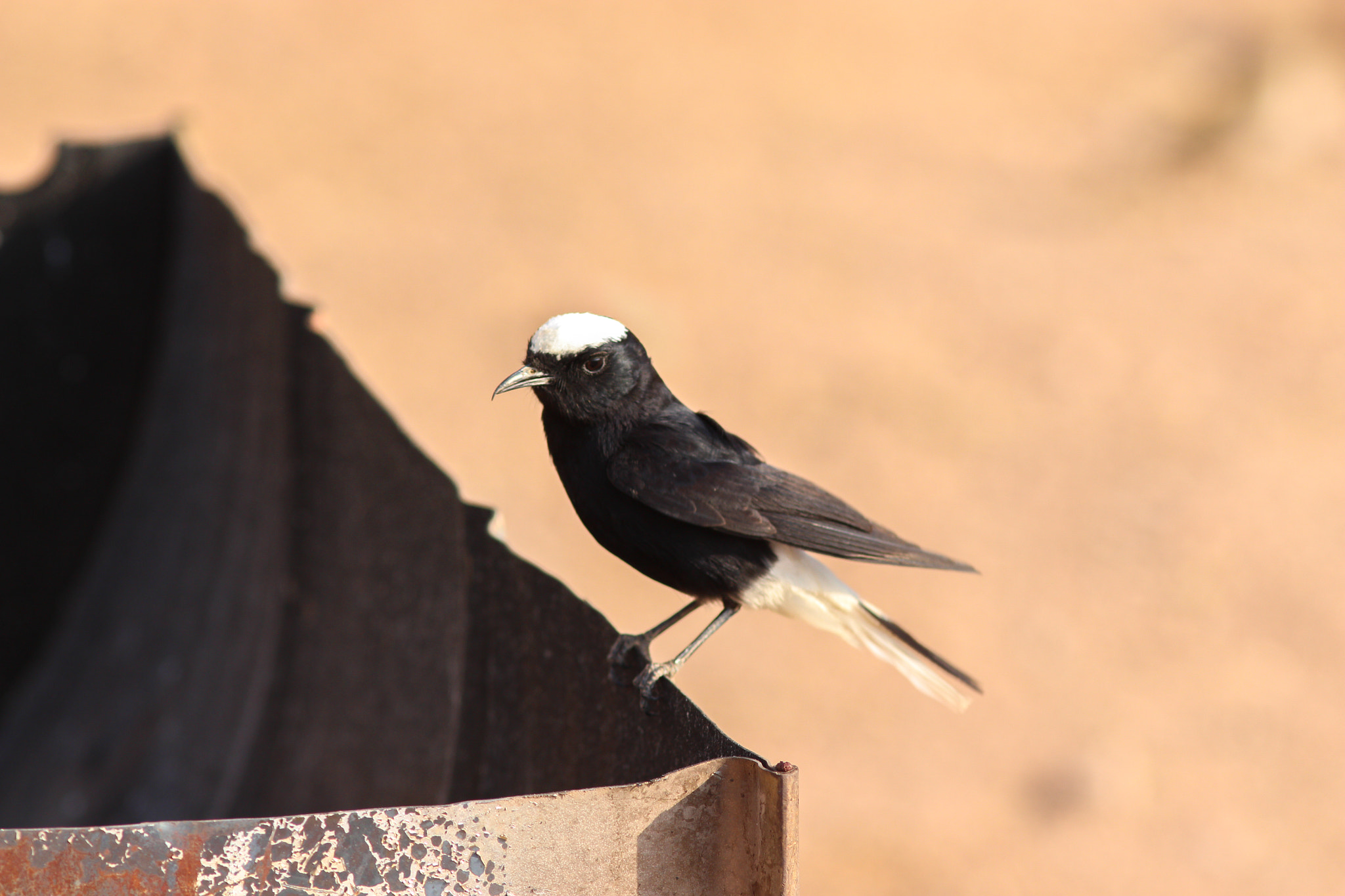 Canon EOS 700D (EOS Rebel T5i / EOS Kiss X7i) sample photo. Desert bird photography