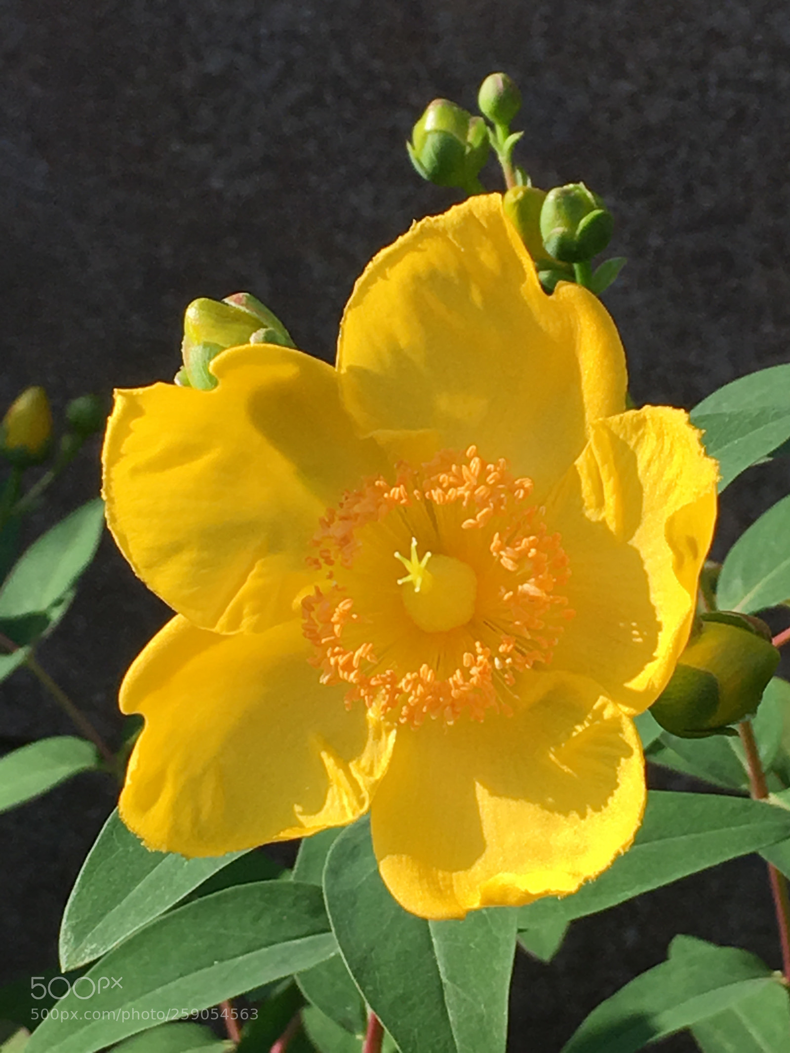 Apple iPhone 6s Plus sample photo. Spring2018 flowers photography
