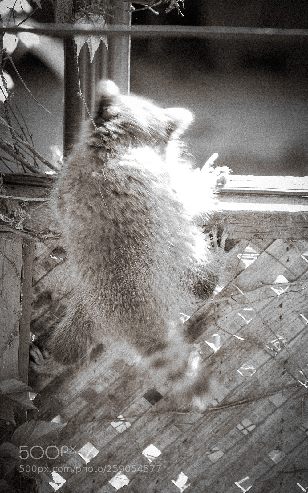 Olympus OM-D E-M1 Mark II sample photo. Babysteps photography