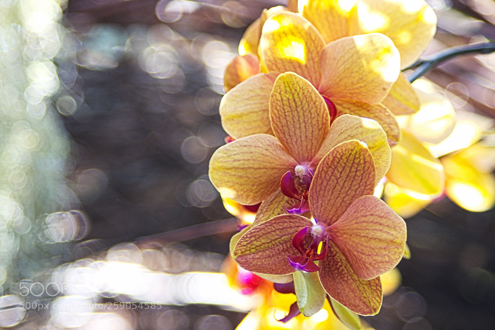 Pentax K-S2 sample photo. Orchid / orchidea photography