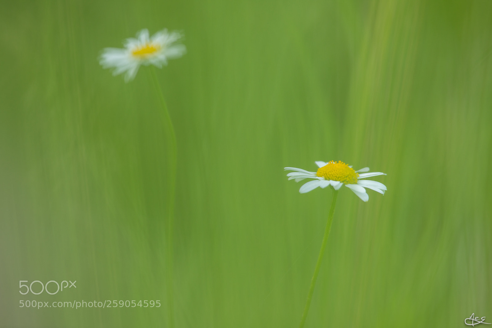 Canon EOS 6D Mark II sample photo. Tout en douceur photography