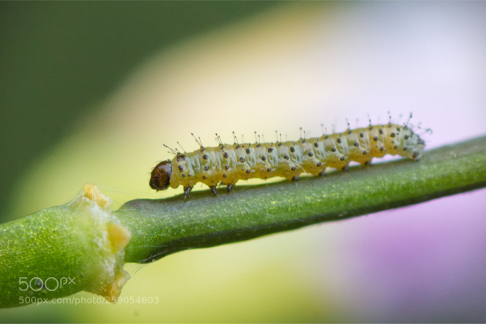 Canon EOS 70D sample photo. Caterpillar photography