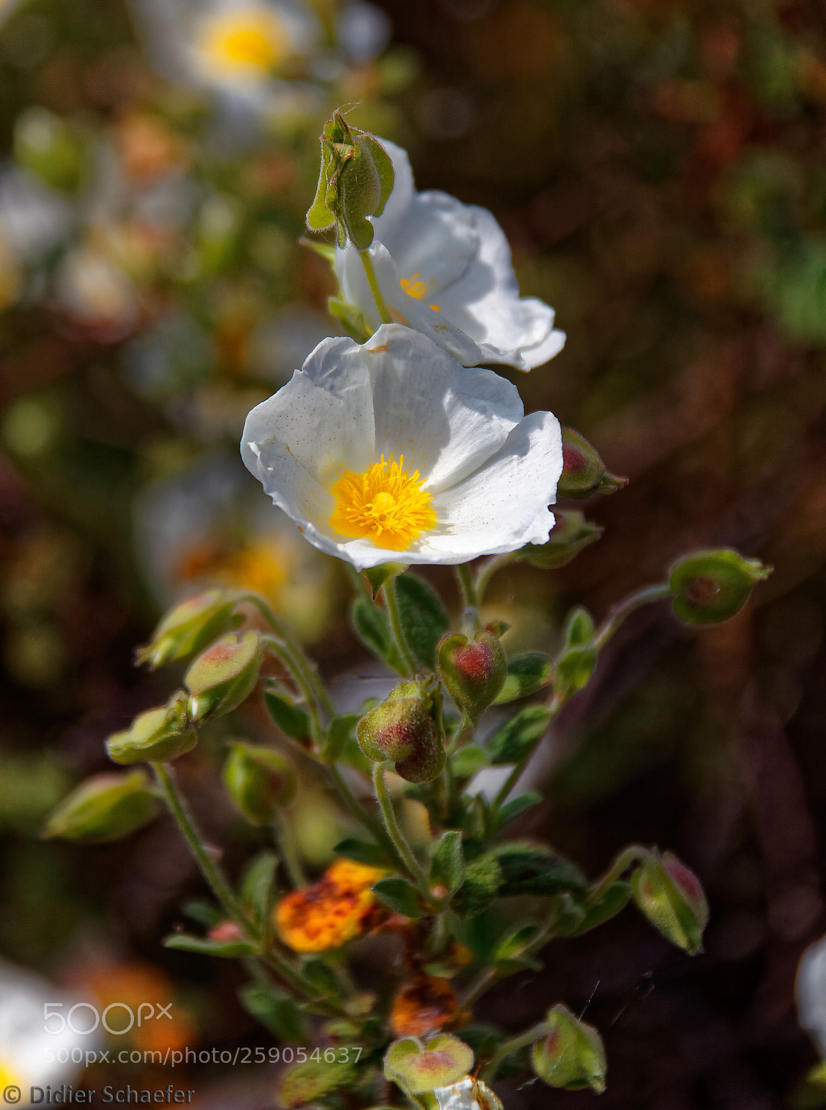 Canon EOS 50D sample photo. White and yellow photography