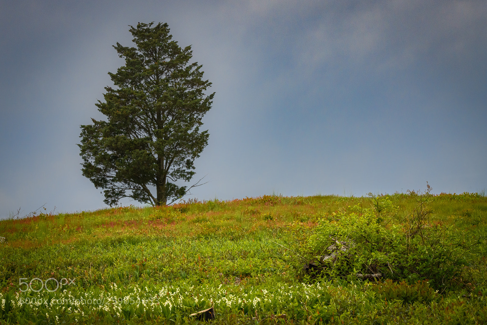 Nikon D850 sample photo. Wildflowers springing to life photography