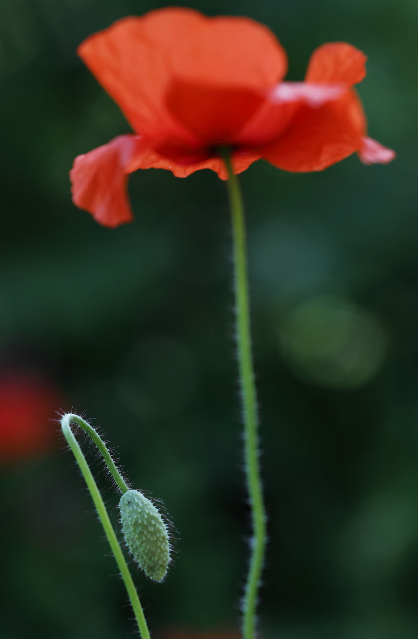 Canon EF 100mm F2.8L Macro IS USM sample photo. Mohn photography