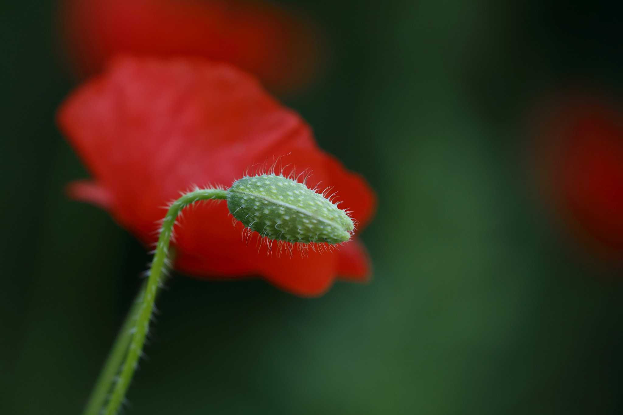 Canon EOS 6D sample photo. Mohn photography