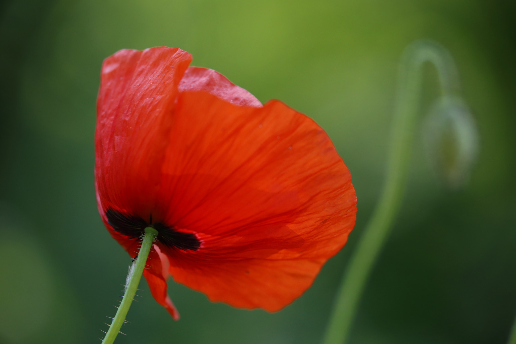 Canon EOS 6D sample photo. Mohn photography