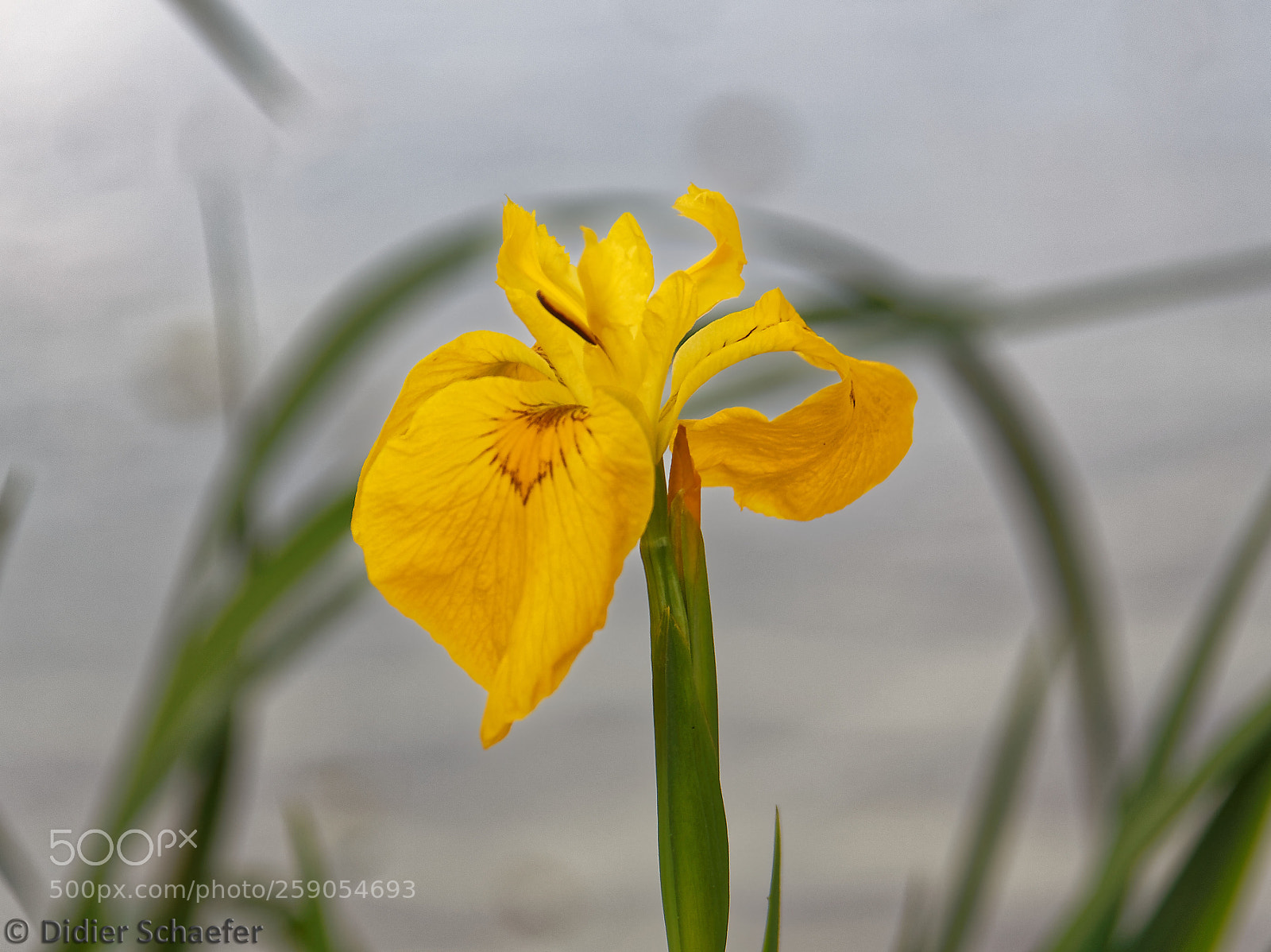 Canon EOS 50D sample photo. Iris photography