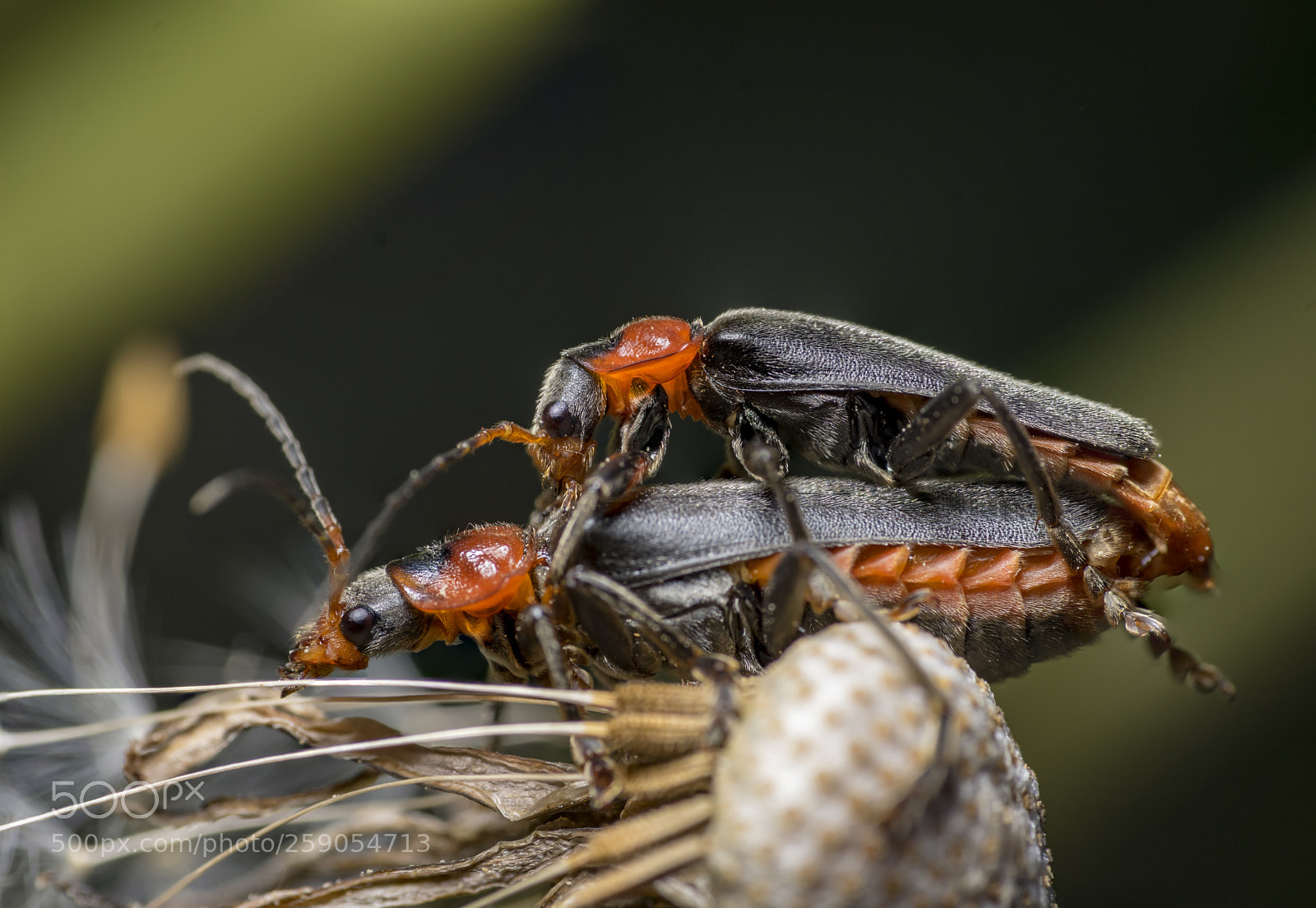 Pentax K-3 sample photo. "make love, soldier beetles!" photography