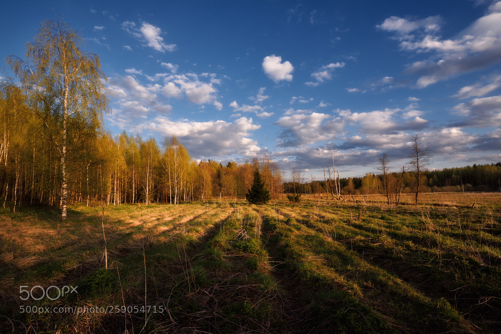 Nikon D750 sample photo. майский вечер photography