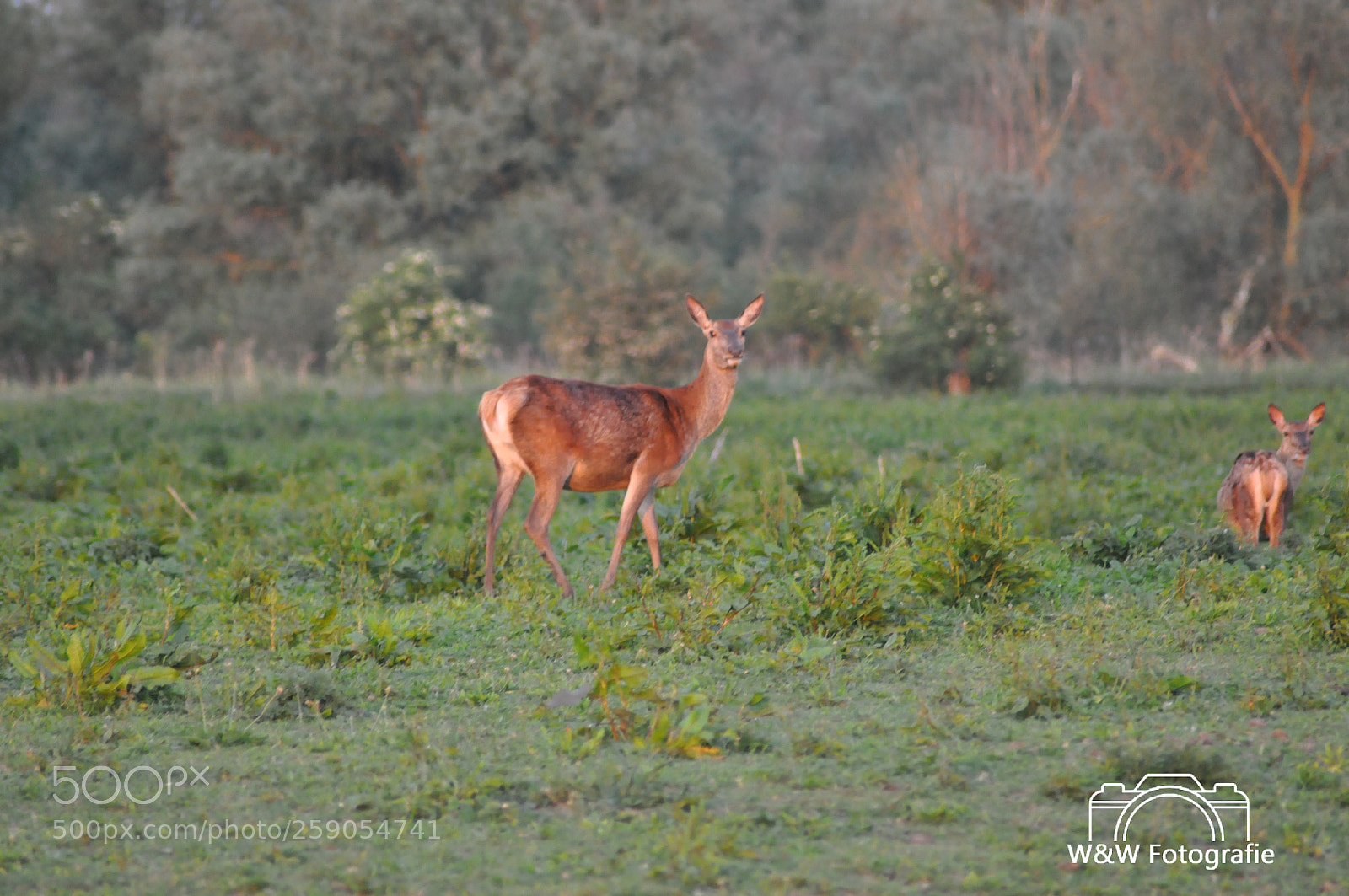 Nikon D90 sample photo. Untitled photography