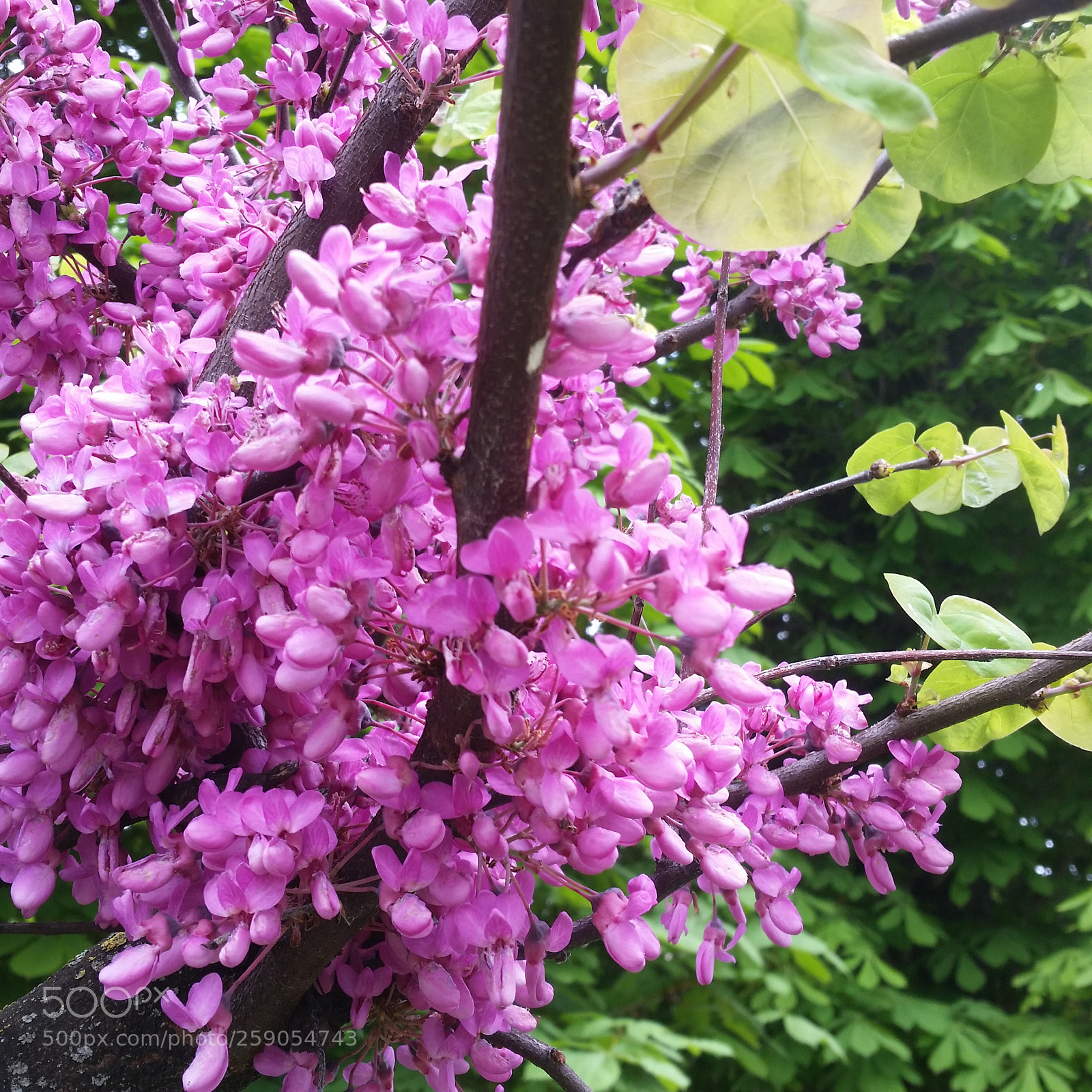 Samsung Galaxy S5 sample photo. Primavera springtime photography