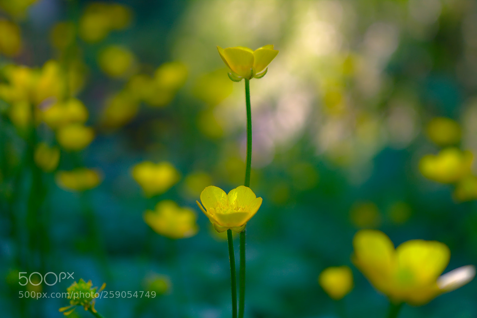 Canon EOS 750D (EOS Rebel T6i / EOS Kiss X8i) sample photo. Lovely buttercups photography
