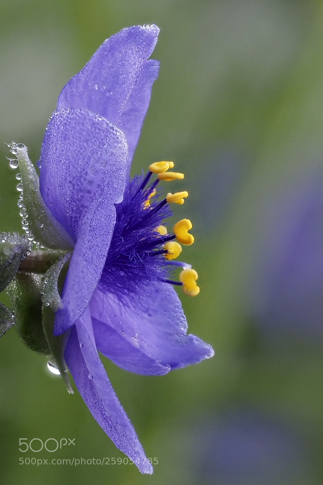 Olympus OM-D E-M5 II sample photo. Dew on purple spiderwort photography