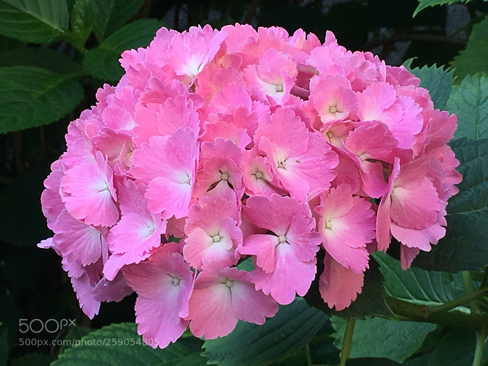 Apple iPhone 6s Plus sample photo. Spring2018 flowers photography