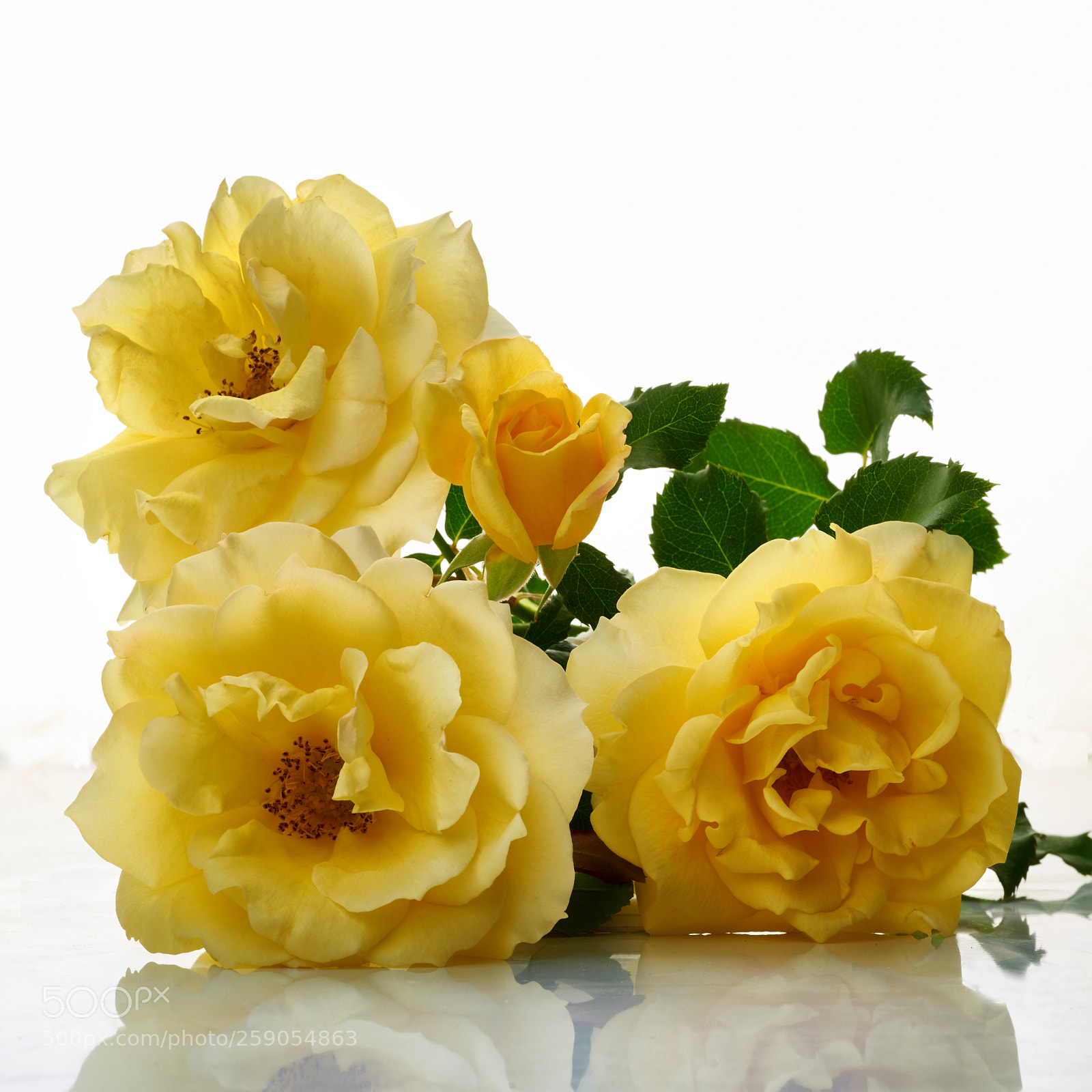 Nikon D750 sample photo. Gold bunny rose, studio photography