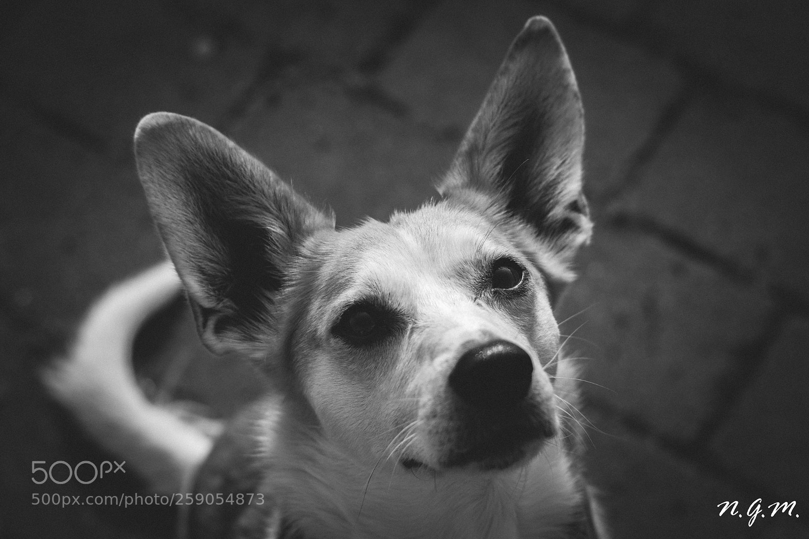Nikon D7200 sample photo. Looking at you photography