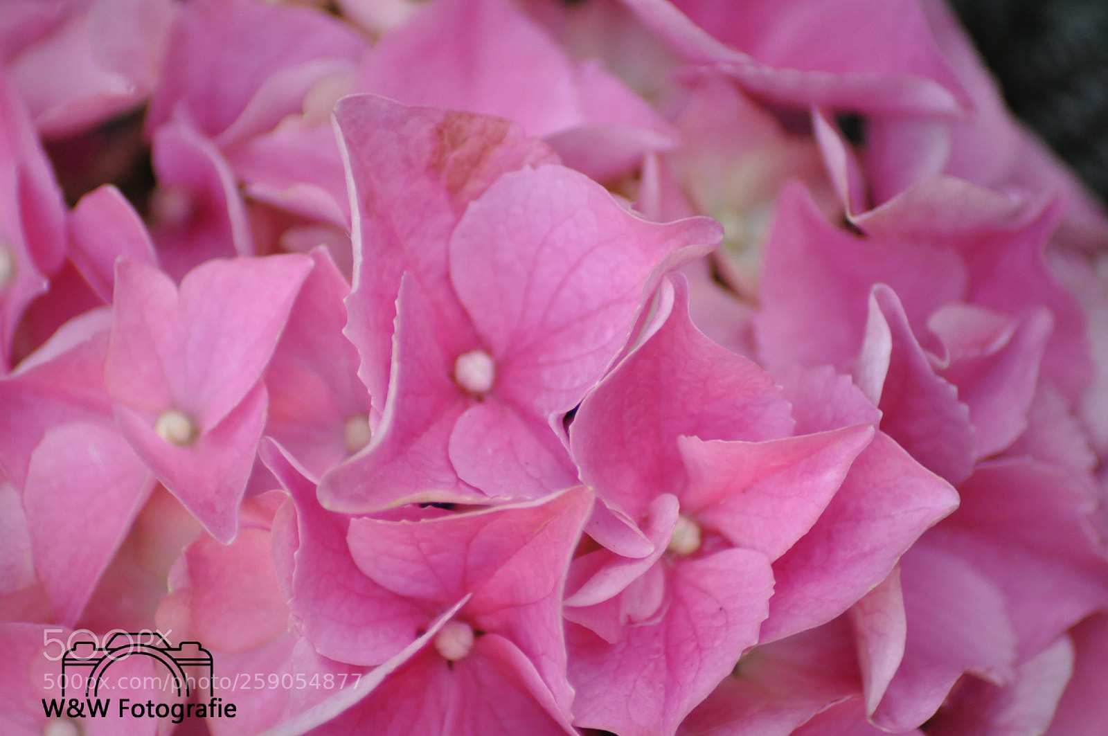 Nikon D90 sample photo. Untitled photography