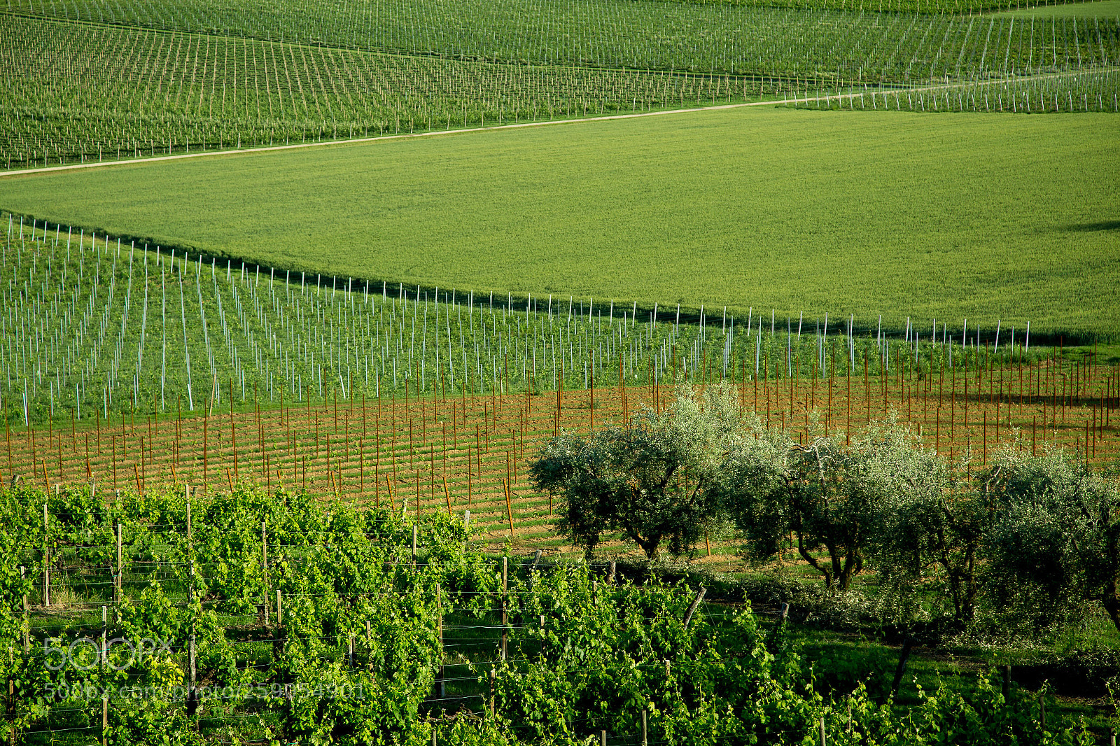 Canon EOS 6D sample photo. Green layers photography