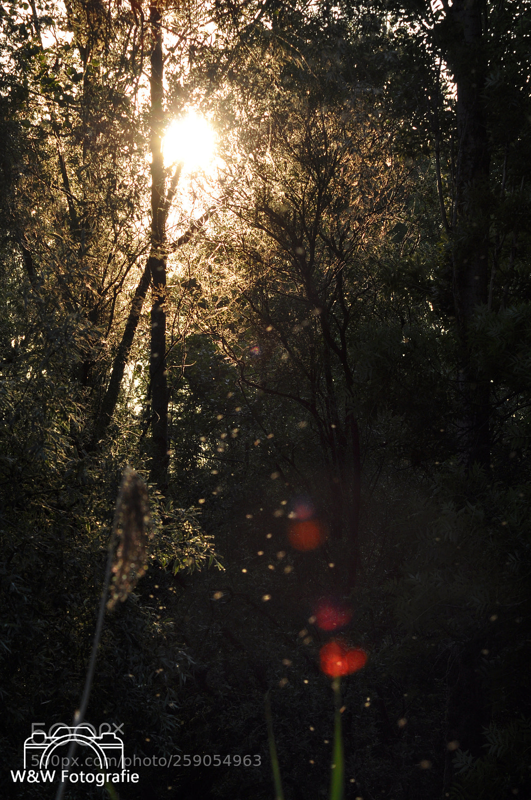 Nikon D90 sample photo. Untitled photography