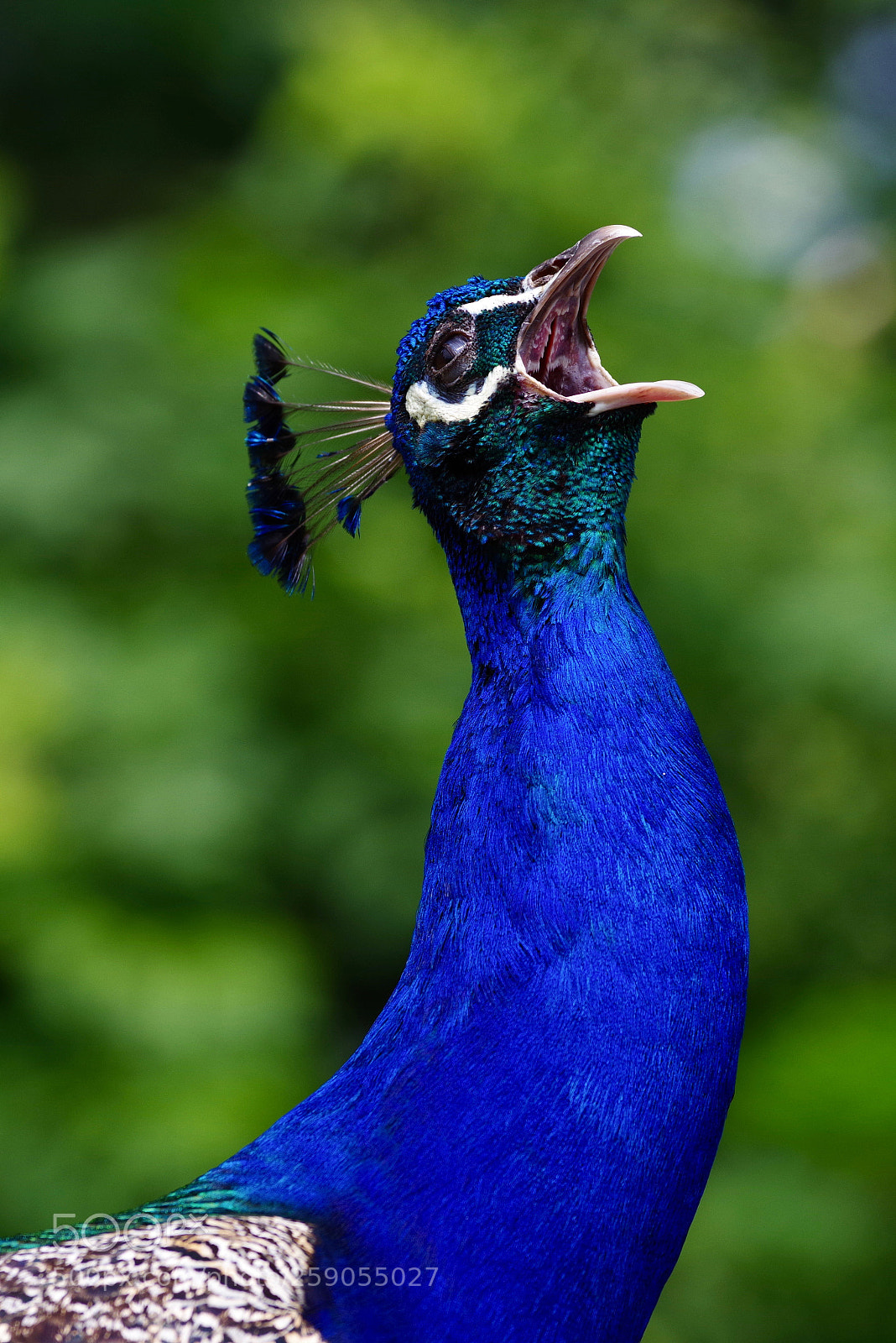 Pentax K-1 sample photo. Peacock - listen to photography