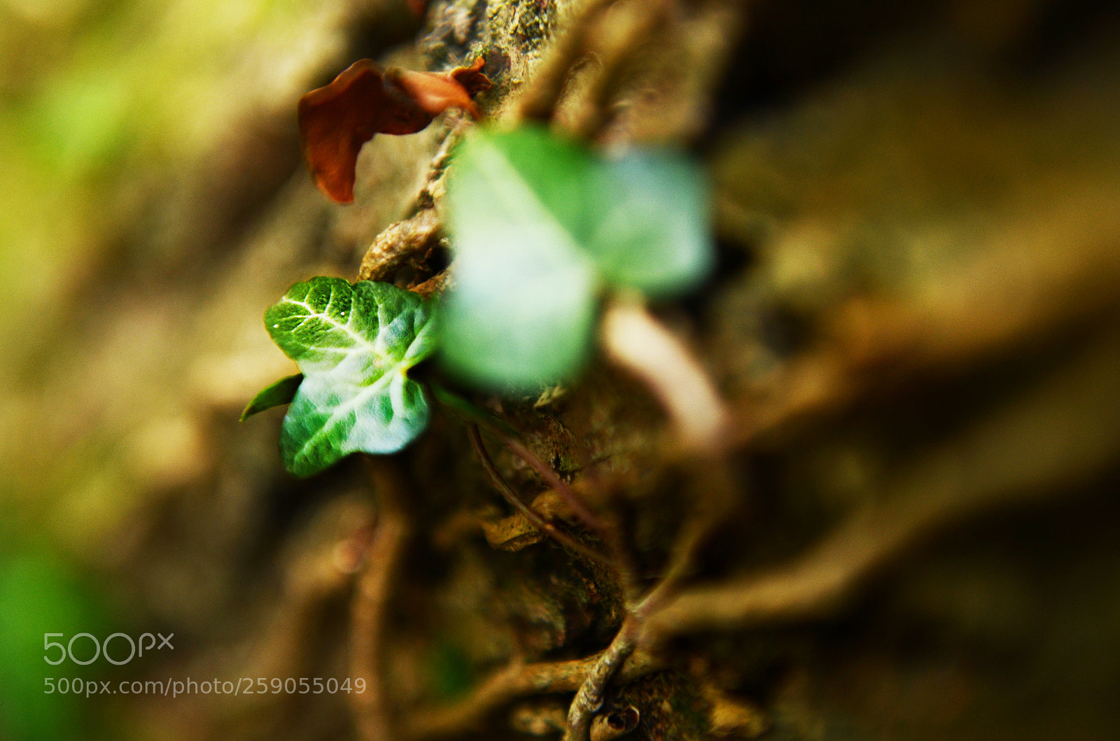 Nikon D7000 sample photo. Close up photography