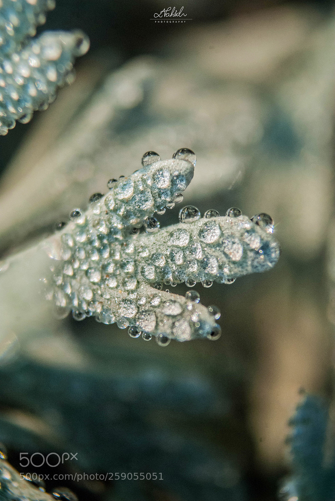 Nikon D3000 sample photo. Untitled photography