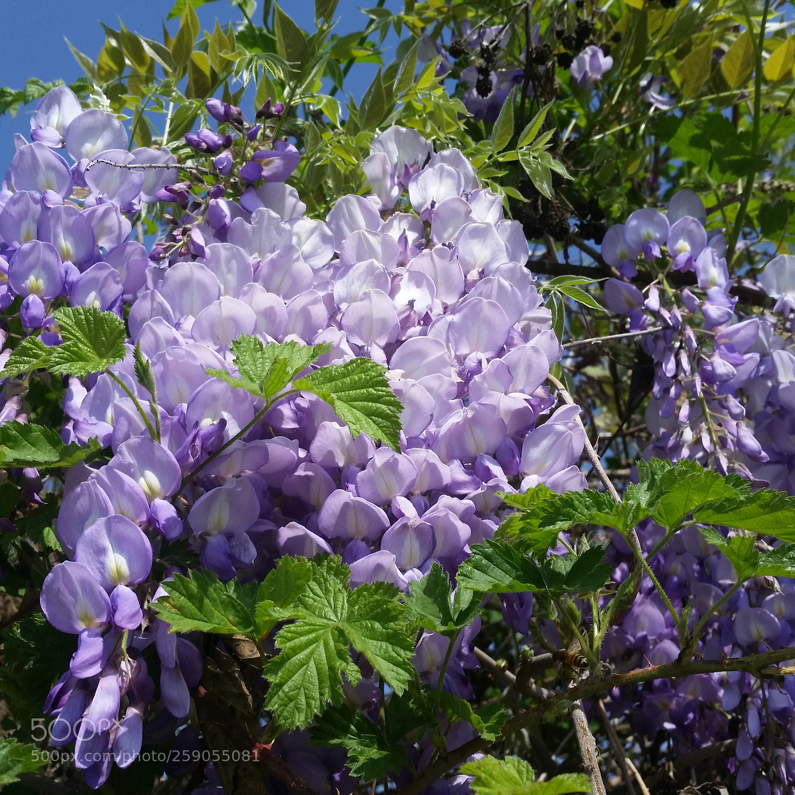 Samsung Galaxy S5 sample photo. Spring, blossom photography