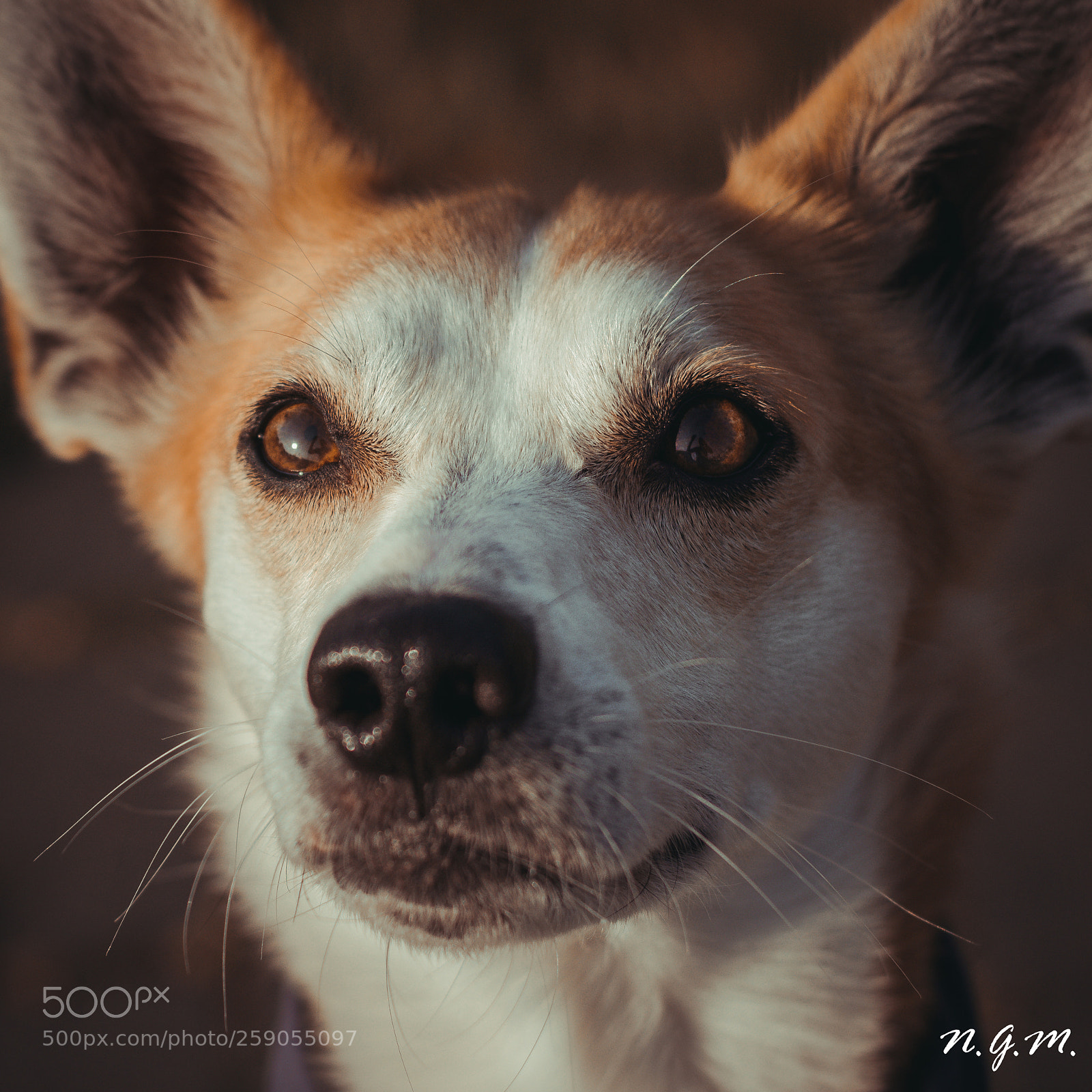 Nikon D7200 sample photo. Sun in dog's eyes photography