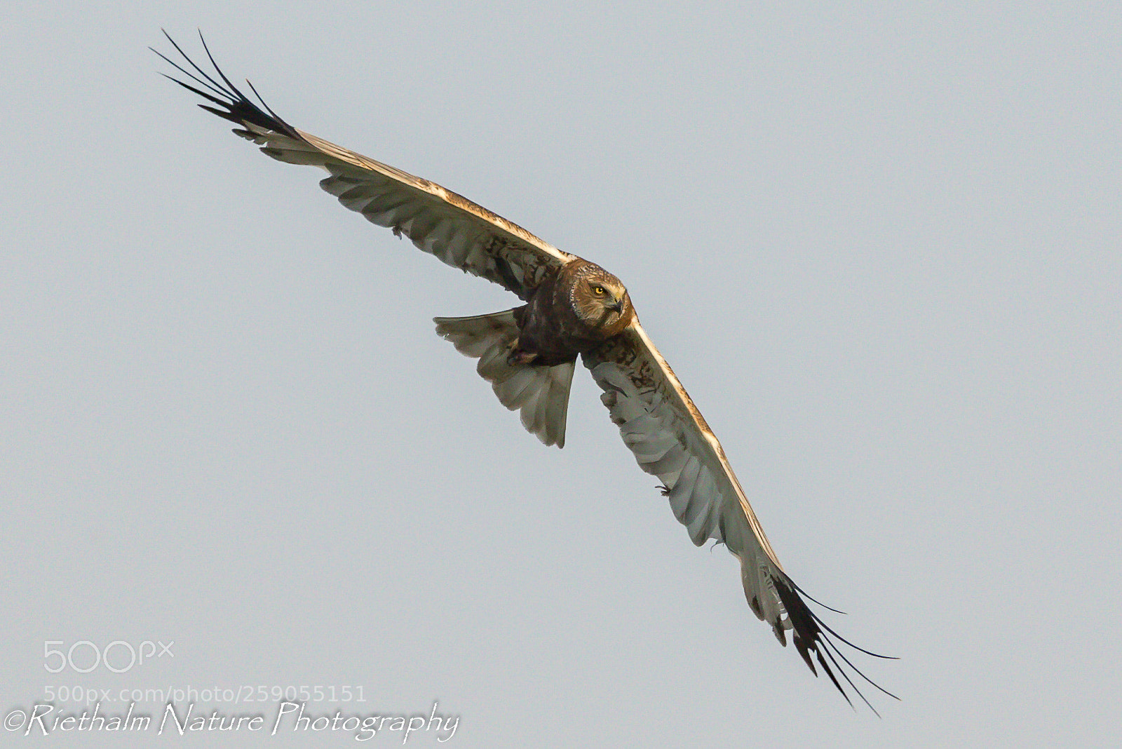 Canon EOS 7D Mark II sample photo. Bruine kiekendief male western photography