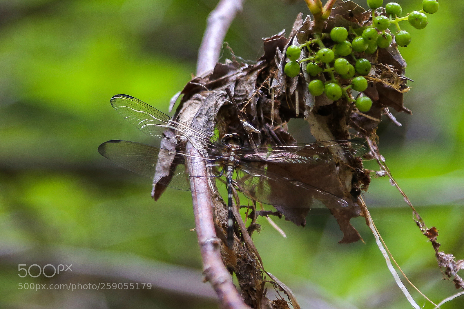 Canon EOS 6D sample photo. Dragoonfly photography