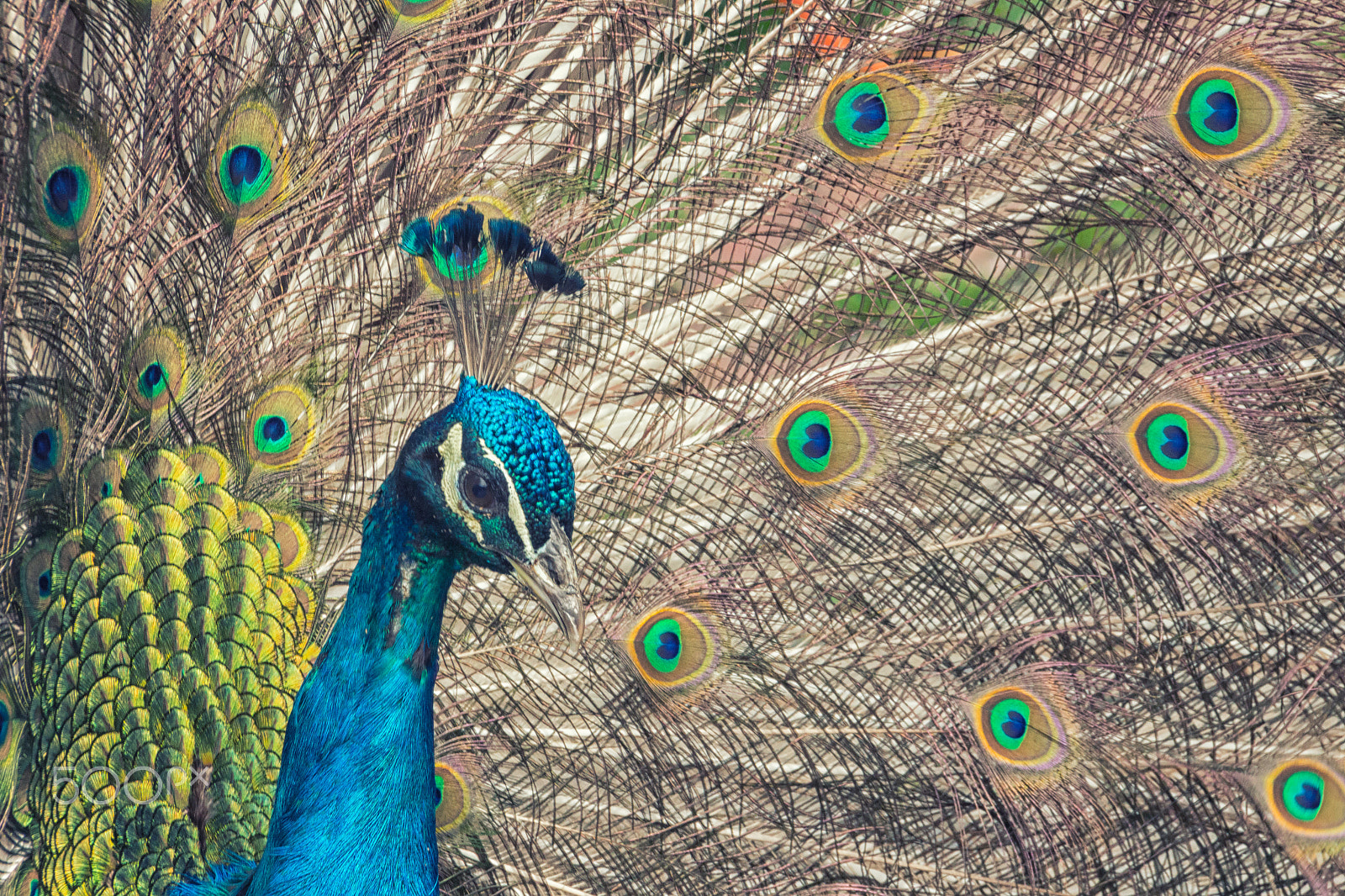 Canon EOS 650D (EOS Rebel T4i / EOS Kiss X6i) sample photo. Peacock photography