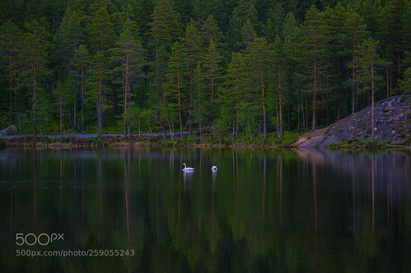 Sony a7 II sample photo. Green reflection  photography