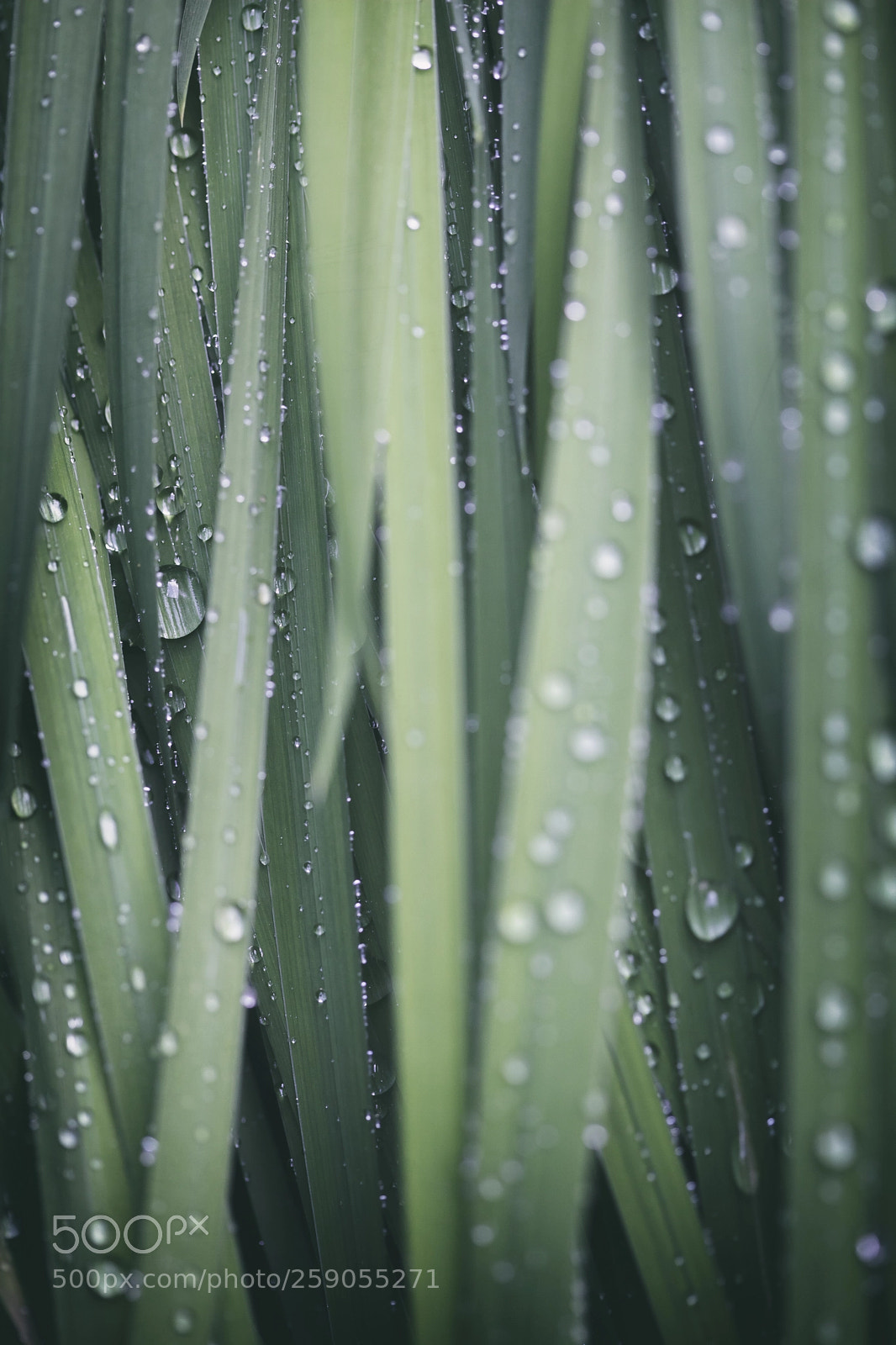 Canon EOS 5D Mark II sample photo. Tau am gras photography