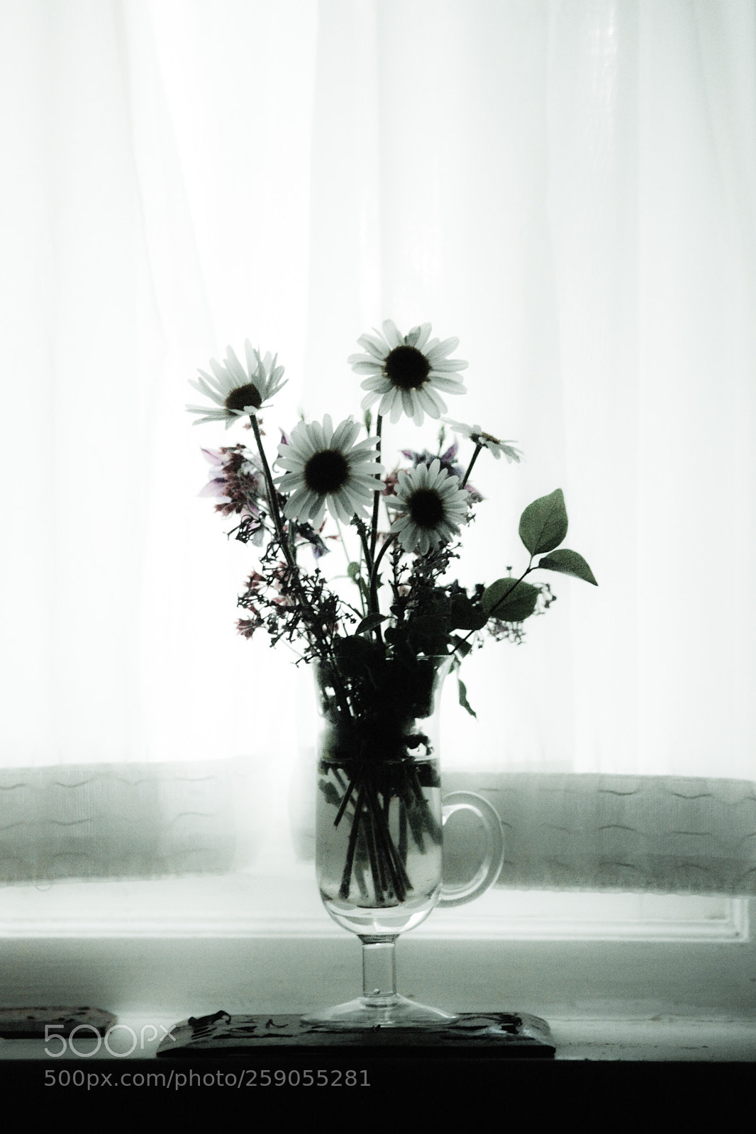 Nikon D3200 sample photo. Garden flowers including daisies photography