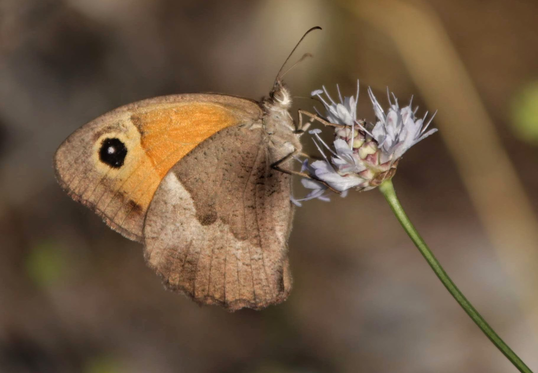 Canon EOS 700D (EOS Rebel T5i / EOS Kiss X7i) + Canon TS-E 90mm F2.8 Tilt-Shift sample photo. Butterfly photography