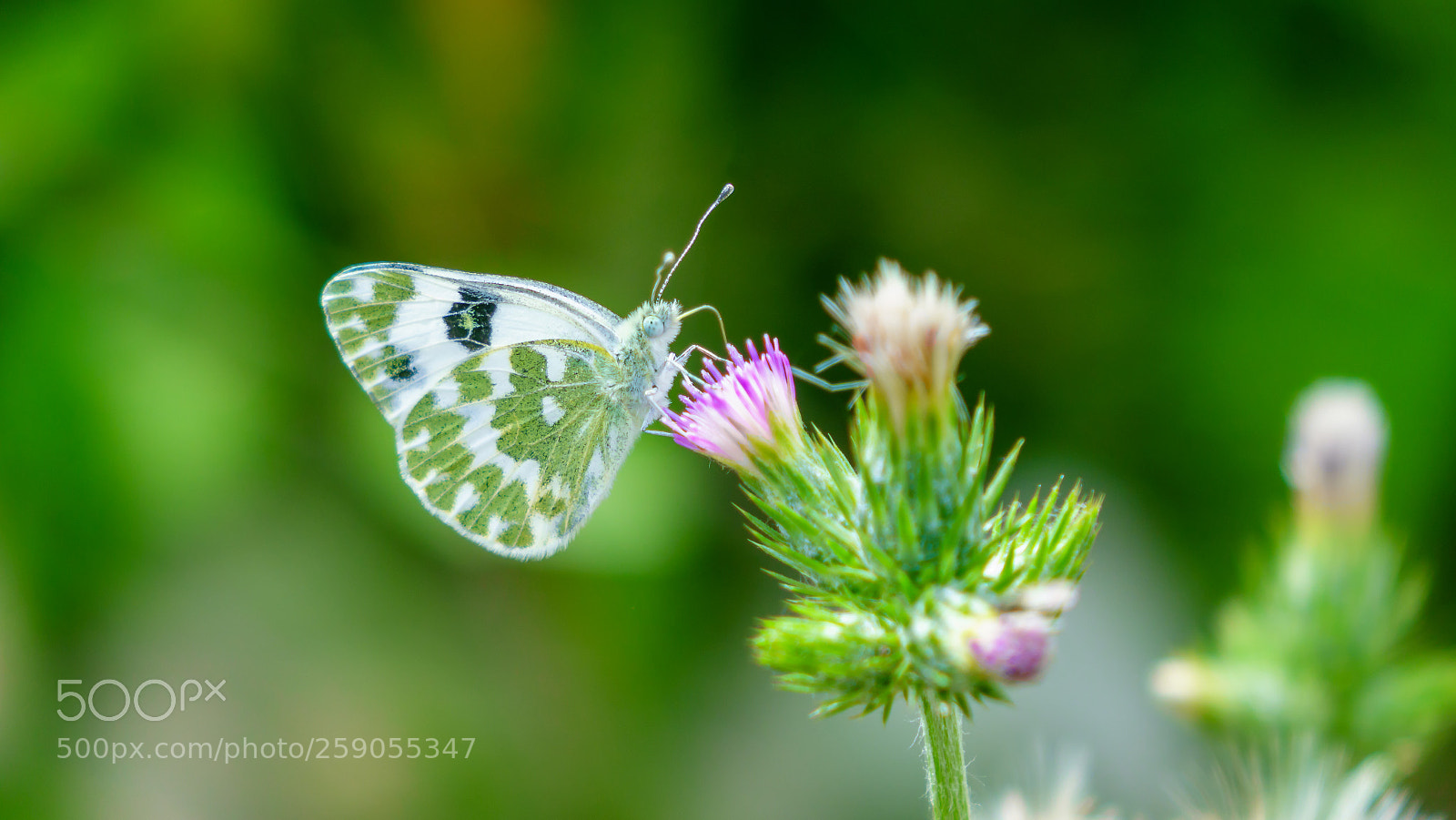 Sony Cyber-shot DSC-RX10 sample photo. Butterfly photography