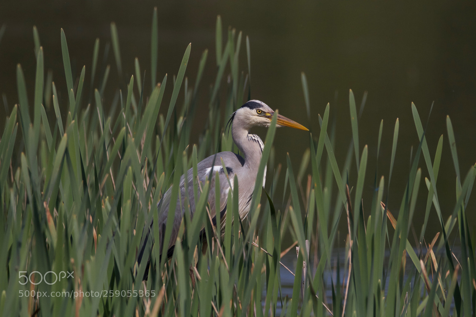 Canon EOS 7D sample photo. Heron photography