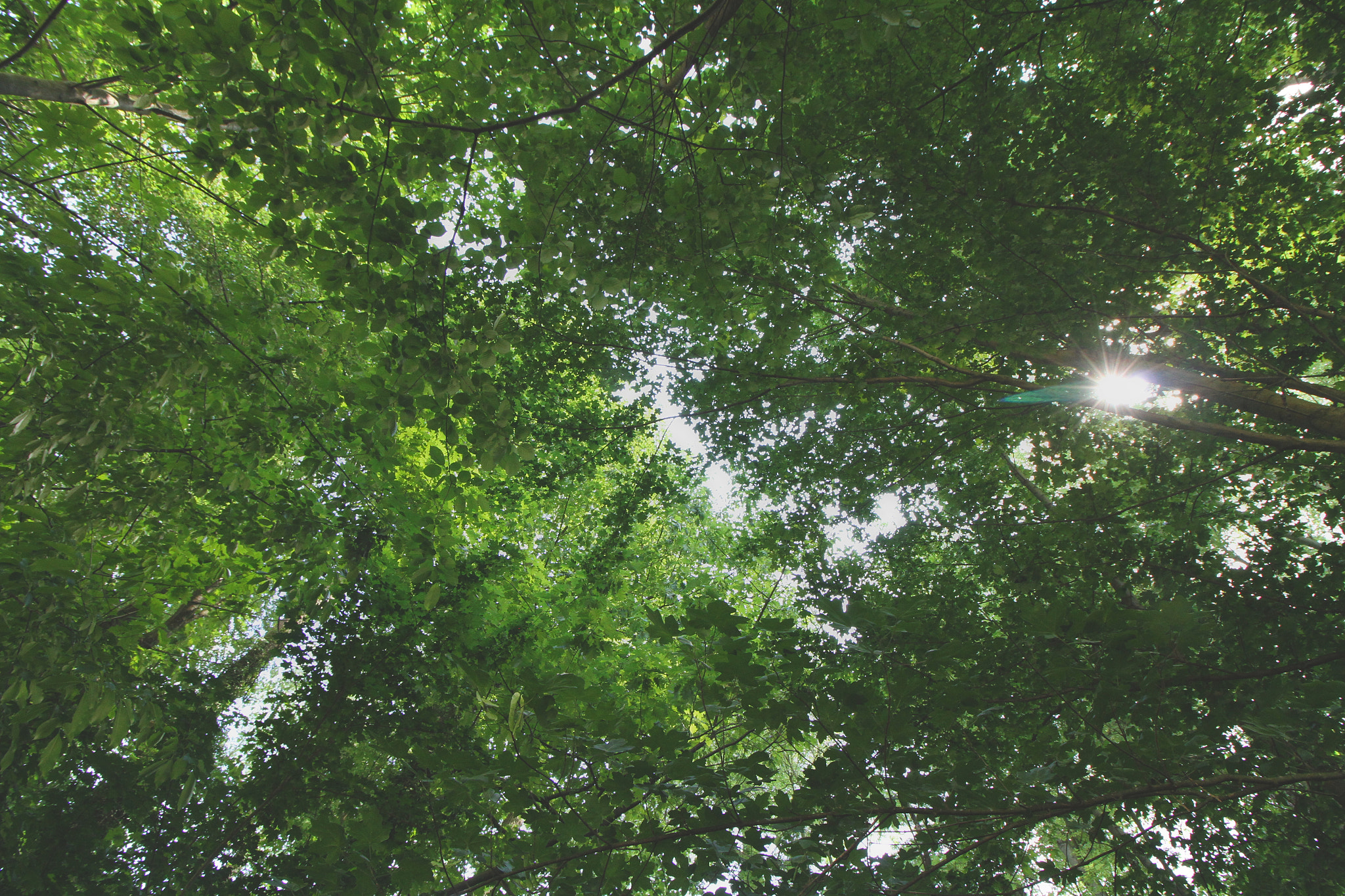 Canon EOS 7D sample photo. Skyward view photography