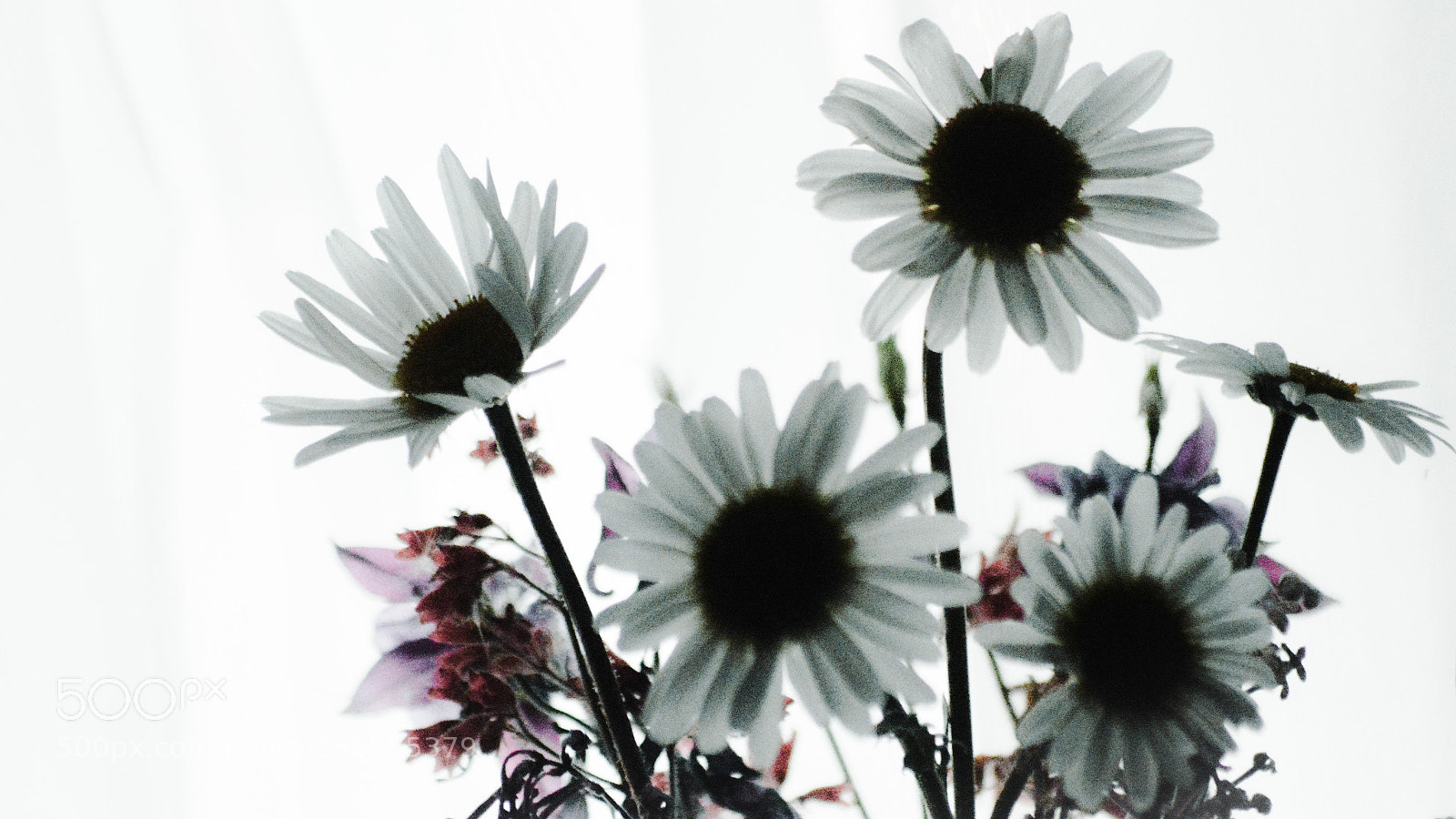Nikon D3200 sample photo. Daises photography