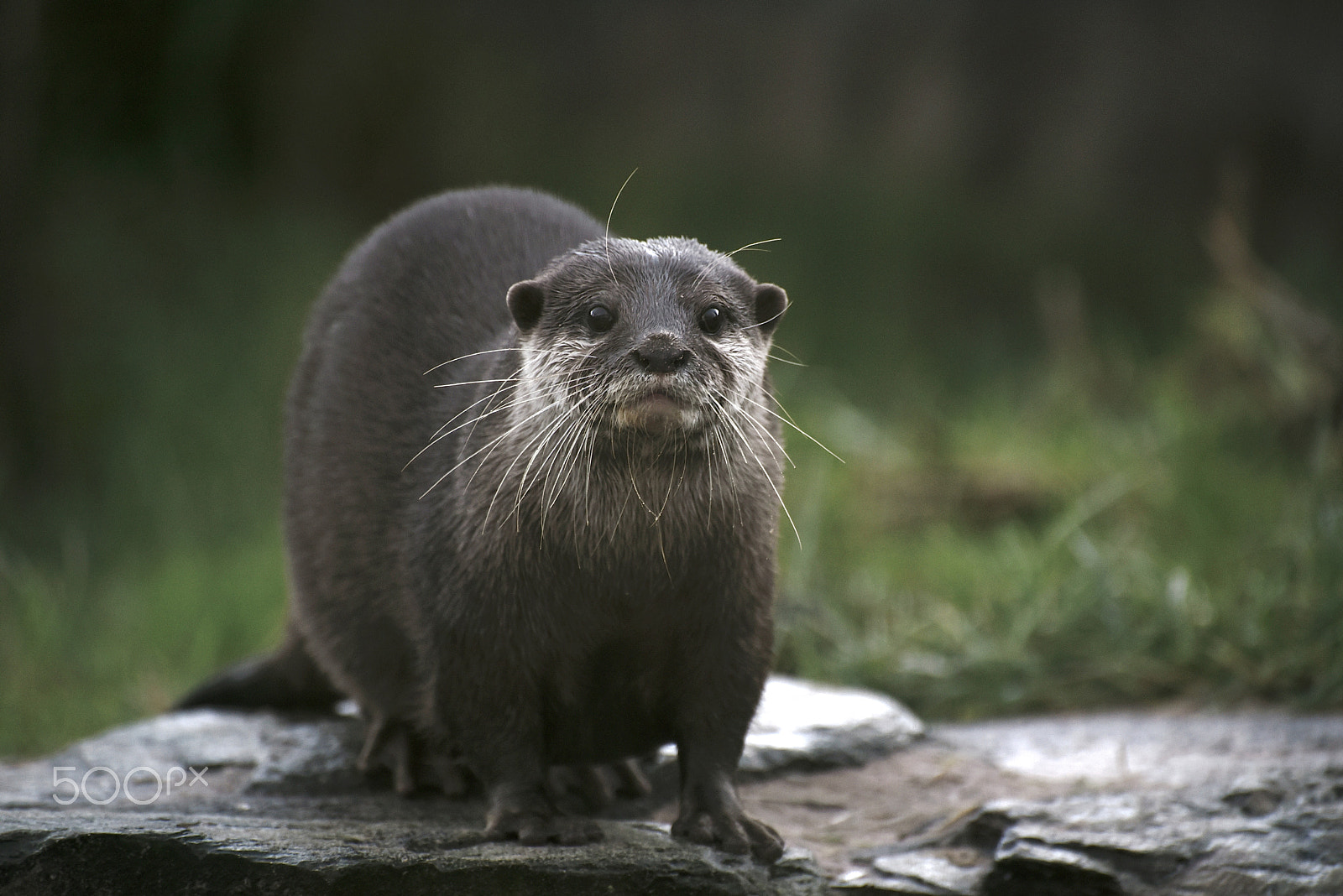 Nikon D750 sample photo. Eurasian otter photography